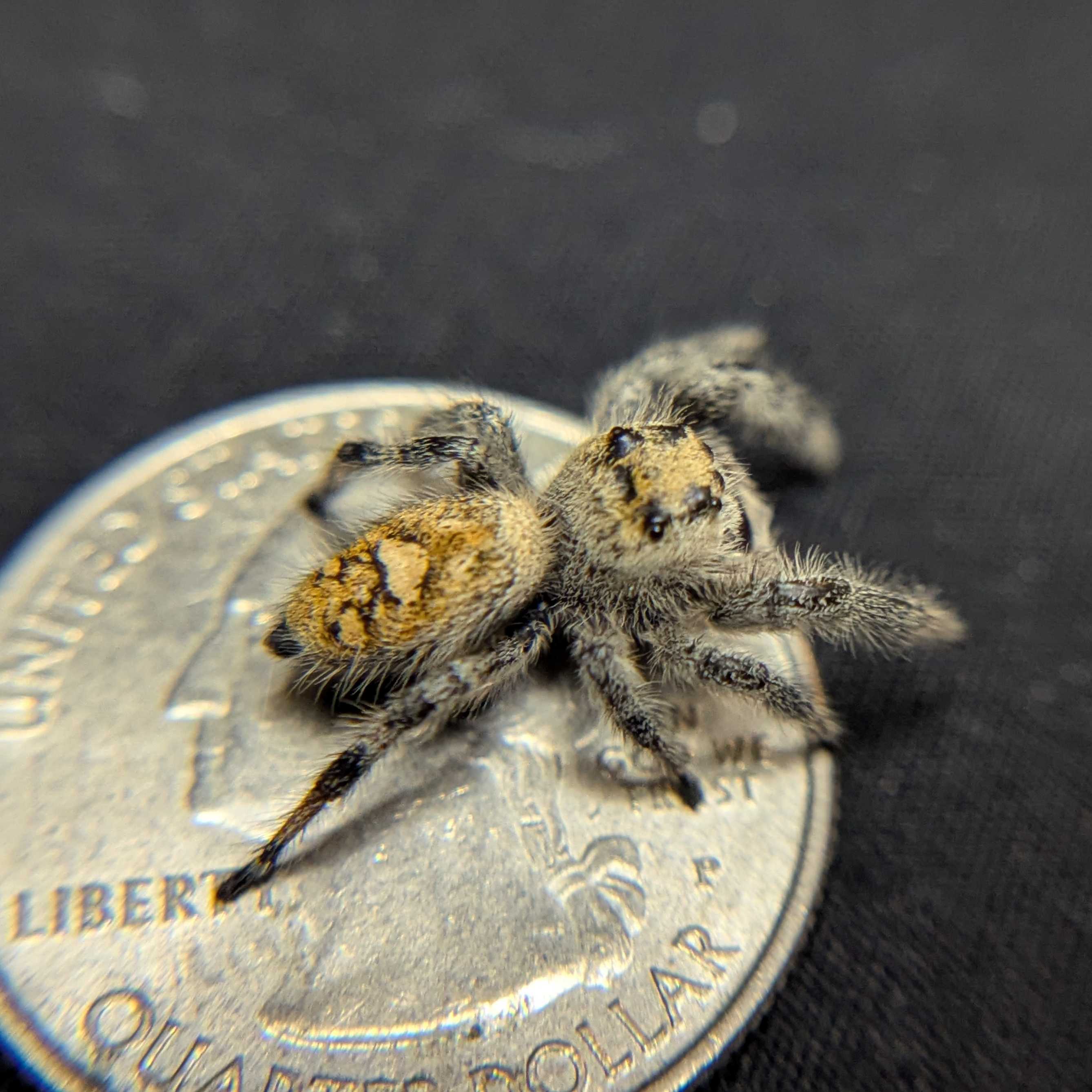 Regal Jumping Spider "Royal"