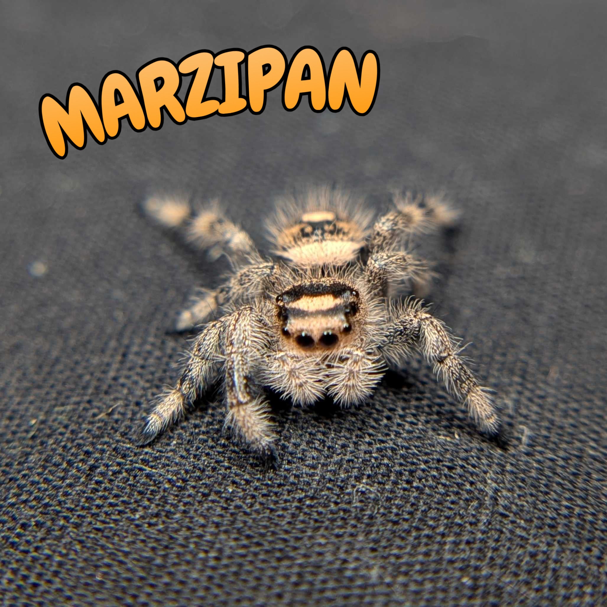 Regal Jumping Spider "Marzipan"