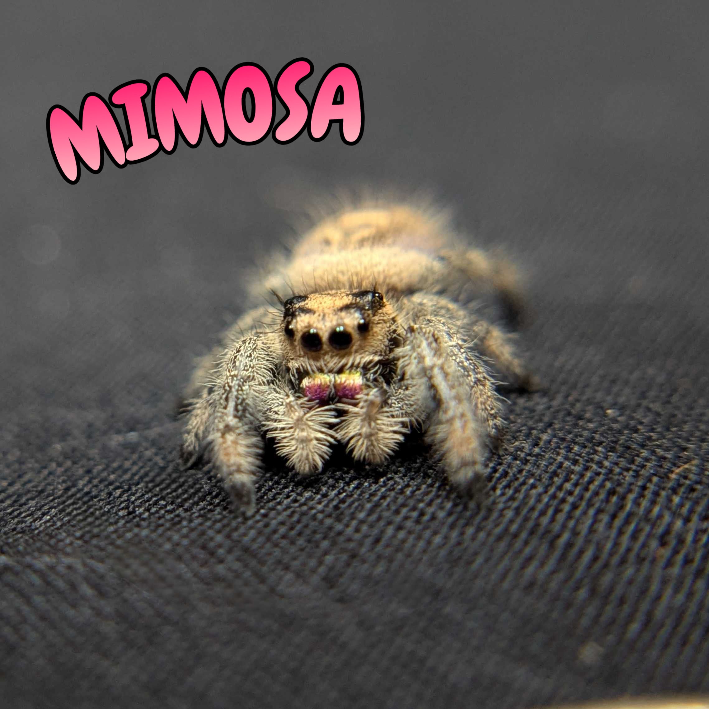 Regal Jumping Spider “Mimosa”