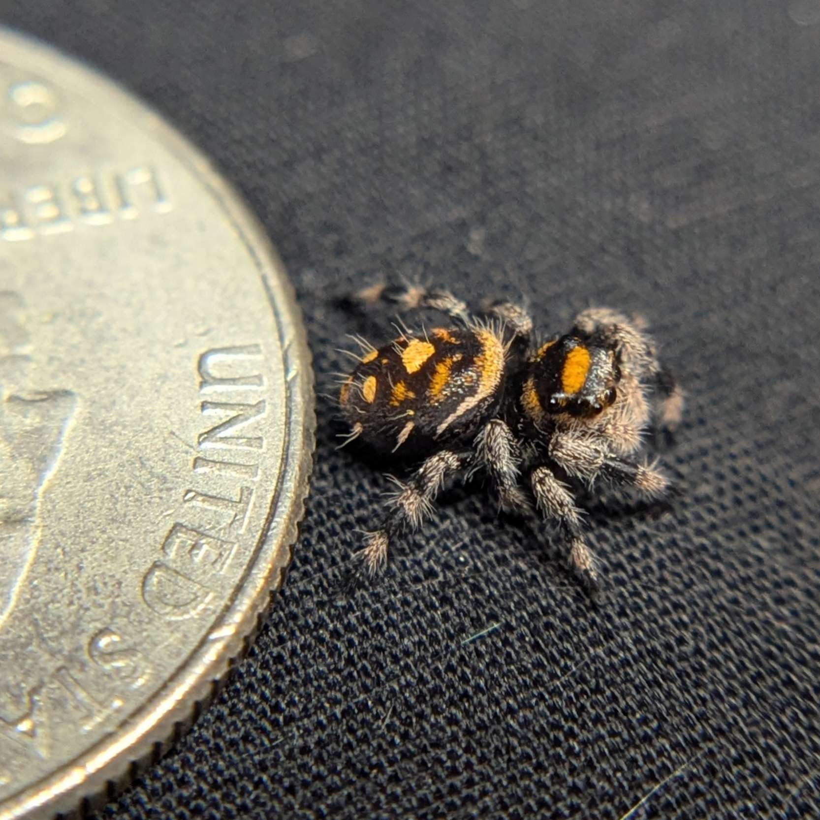 Regal Jumping Spider "Sunflower"