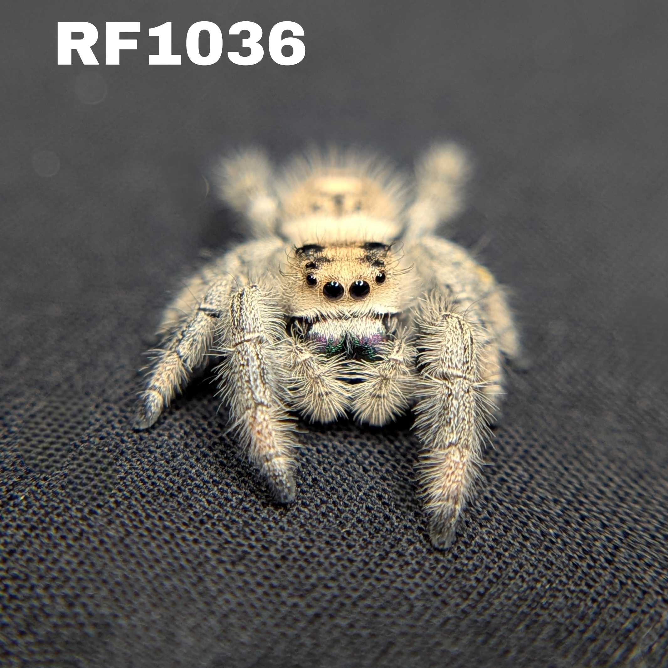 Regal Jumping Spider "Mystique"