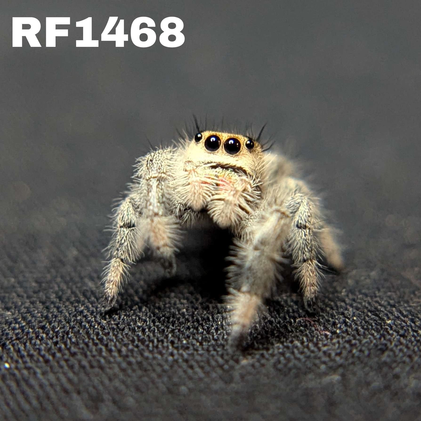 Regal Jumping Spider "Wonder"