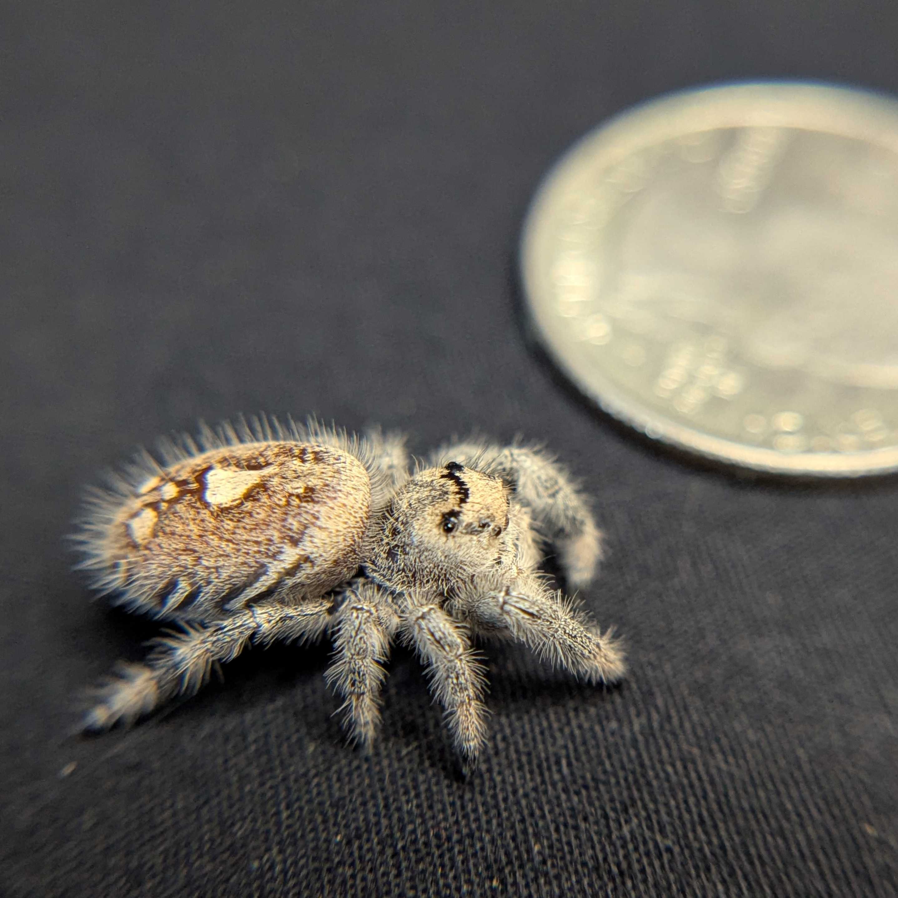 Regal Jumping Spider "Coconut"