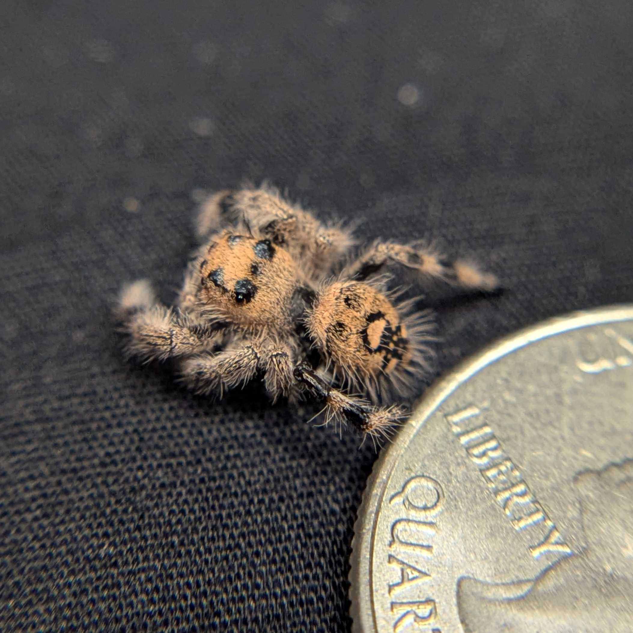 Regal Jumping Spider "Starburst"