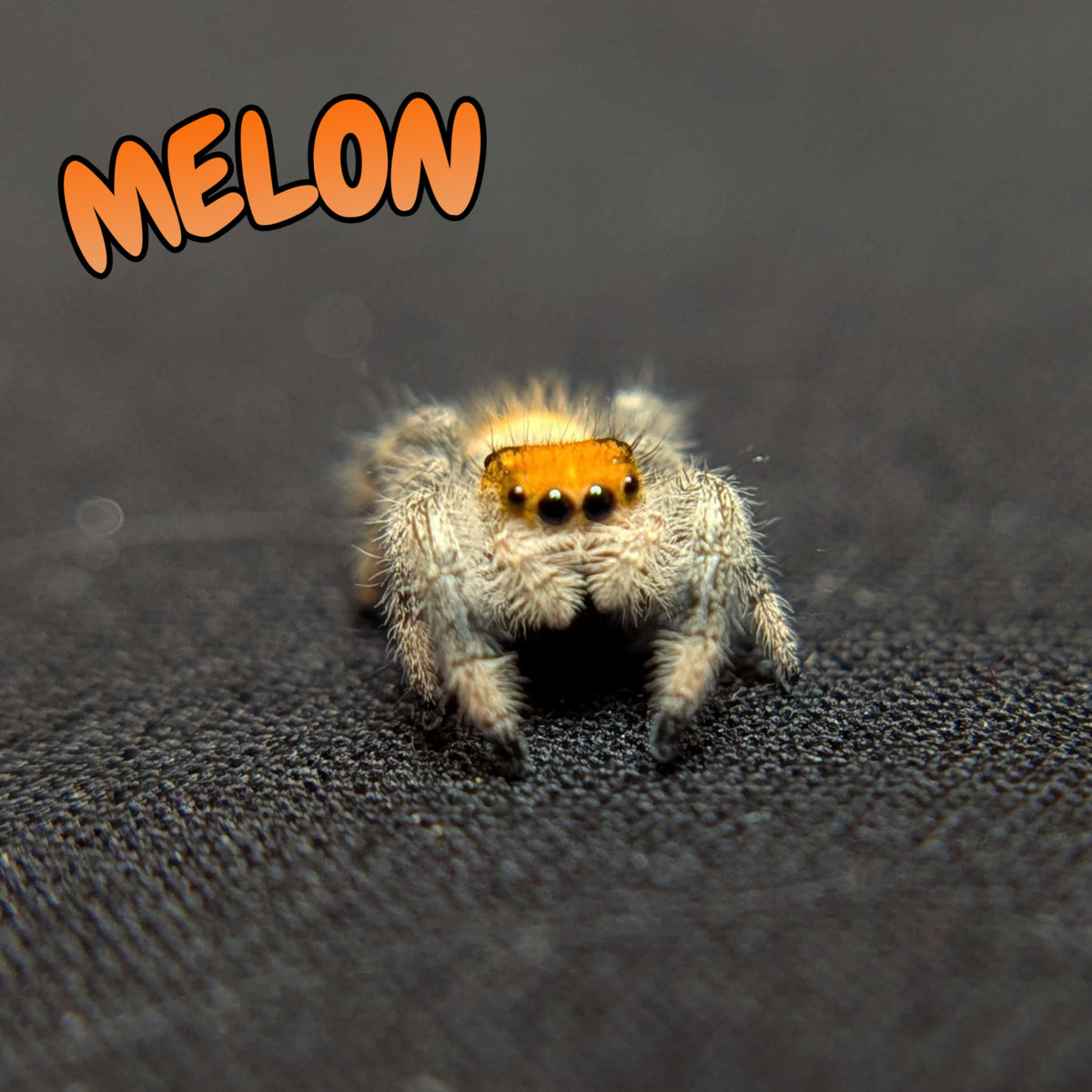 Regal Jumping Spider “Melon”