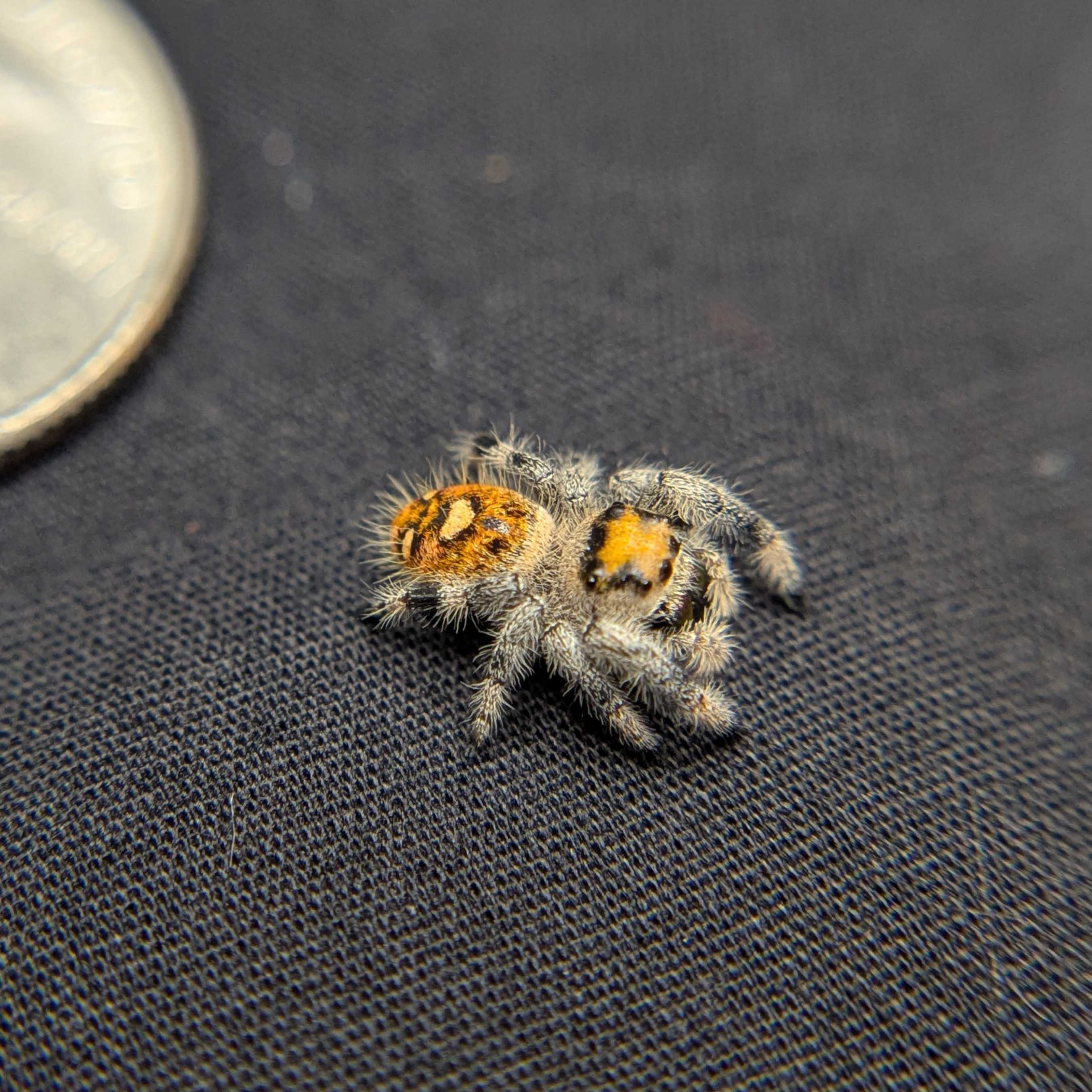 Regal Jumping Spider "Juice"