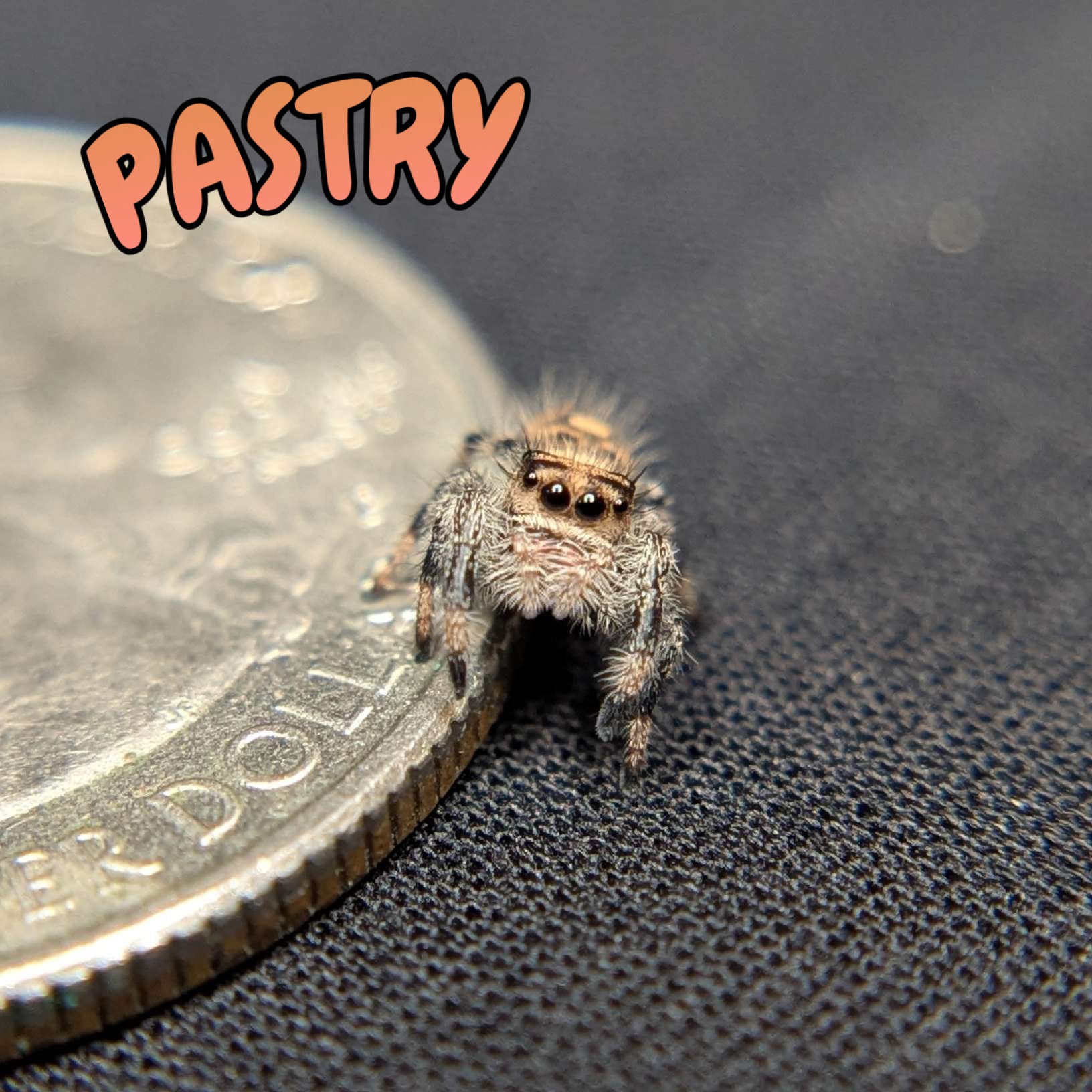 Regal Jumping Spider "Pastry"