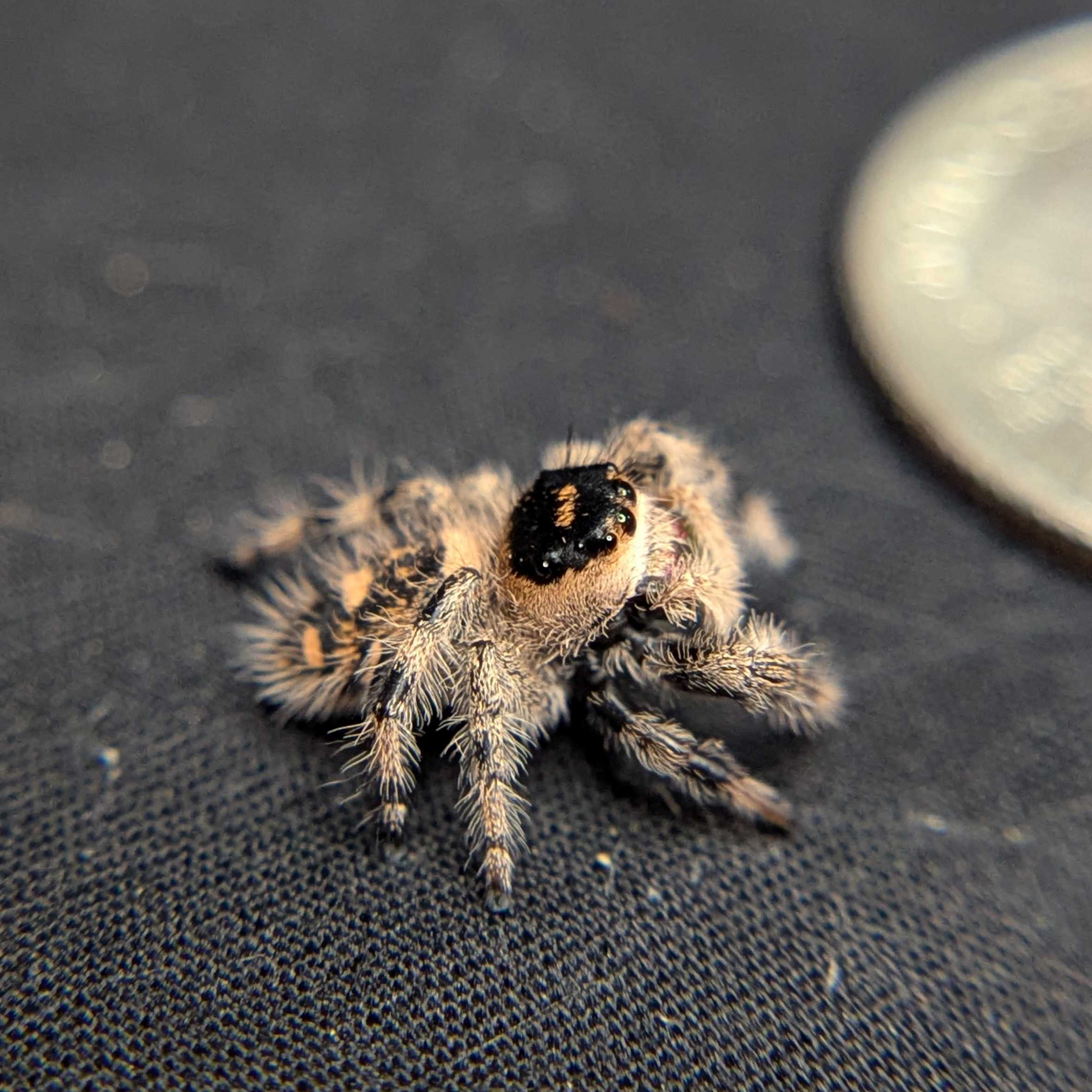 Regal Jumping Spider "Wonder"