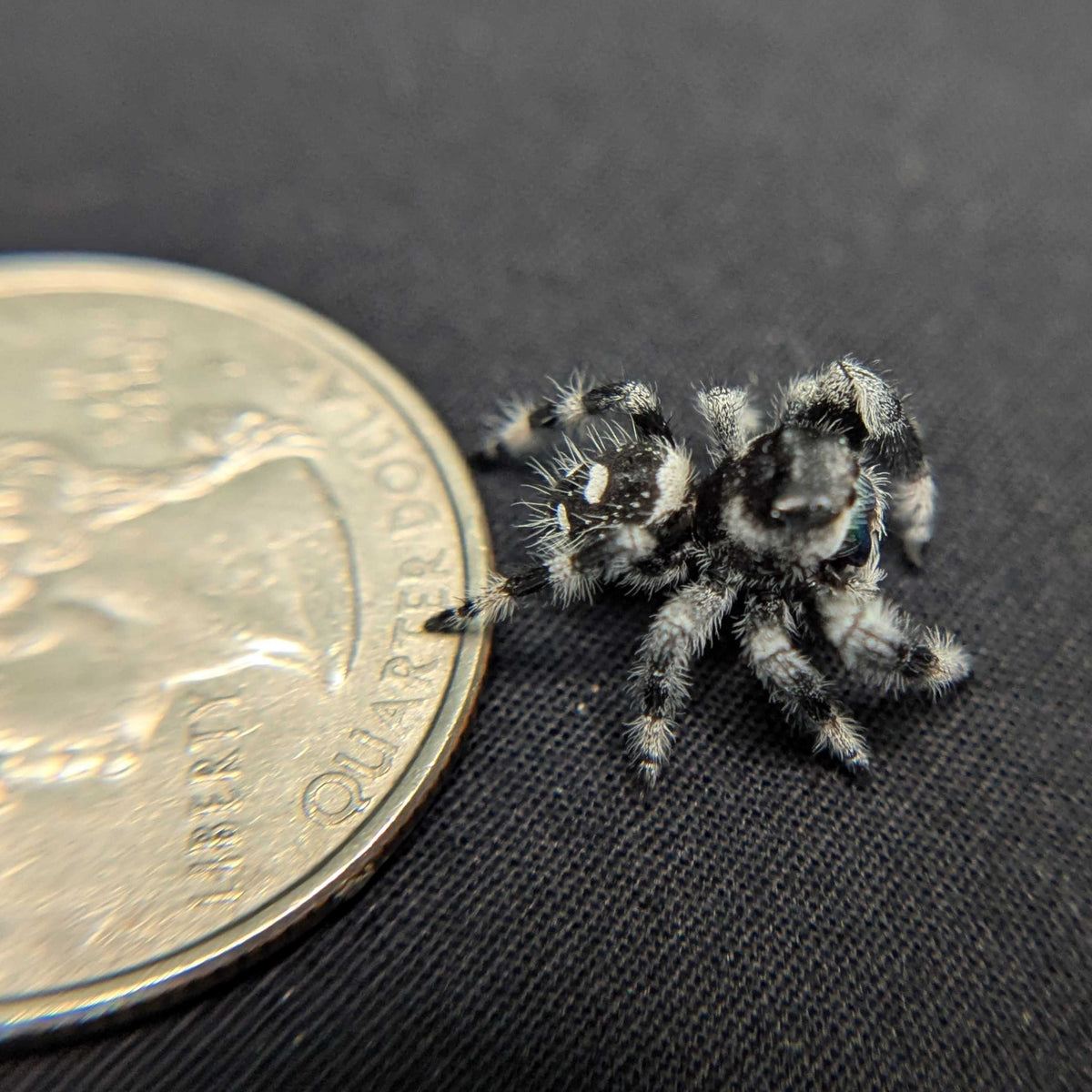 (Apalachicola Locale) Regal Jumping Spider "Mint"