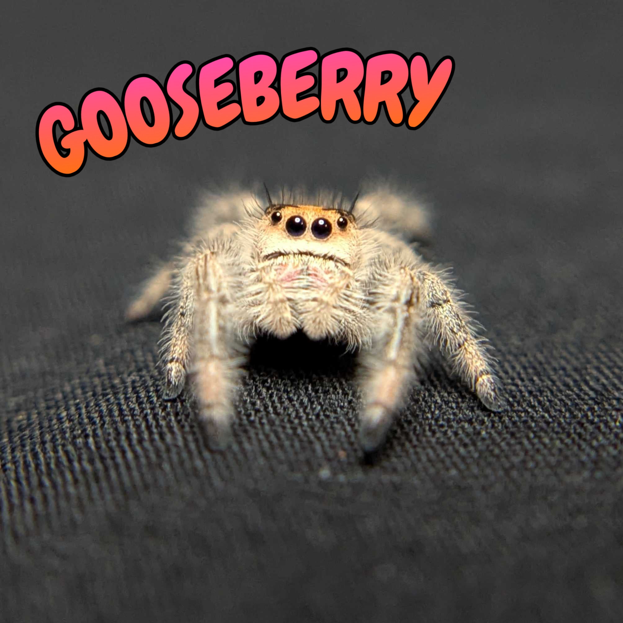 Regal Jumping Spider “Gooseberry”