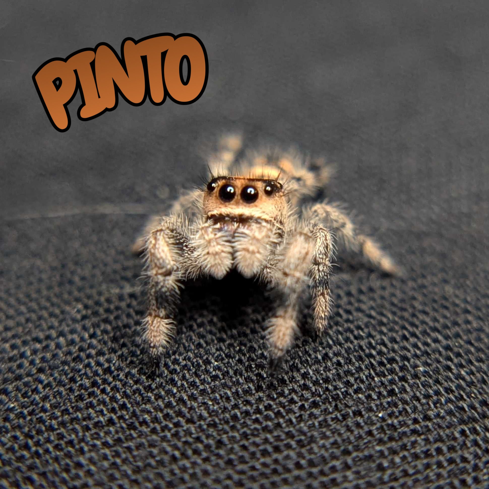 Regal Jumping Spider "Pinto"