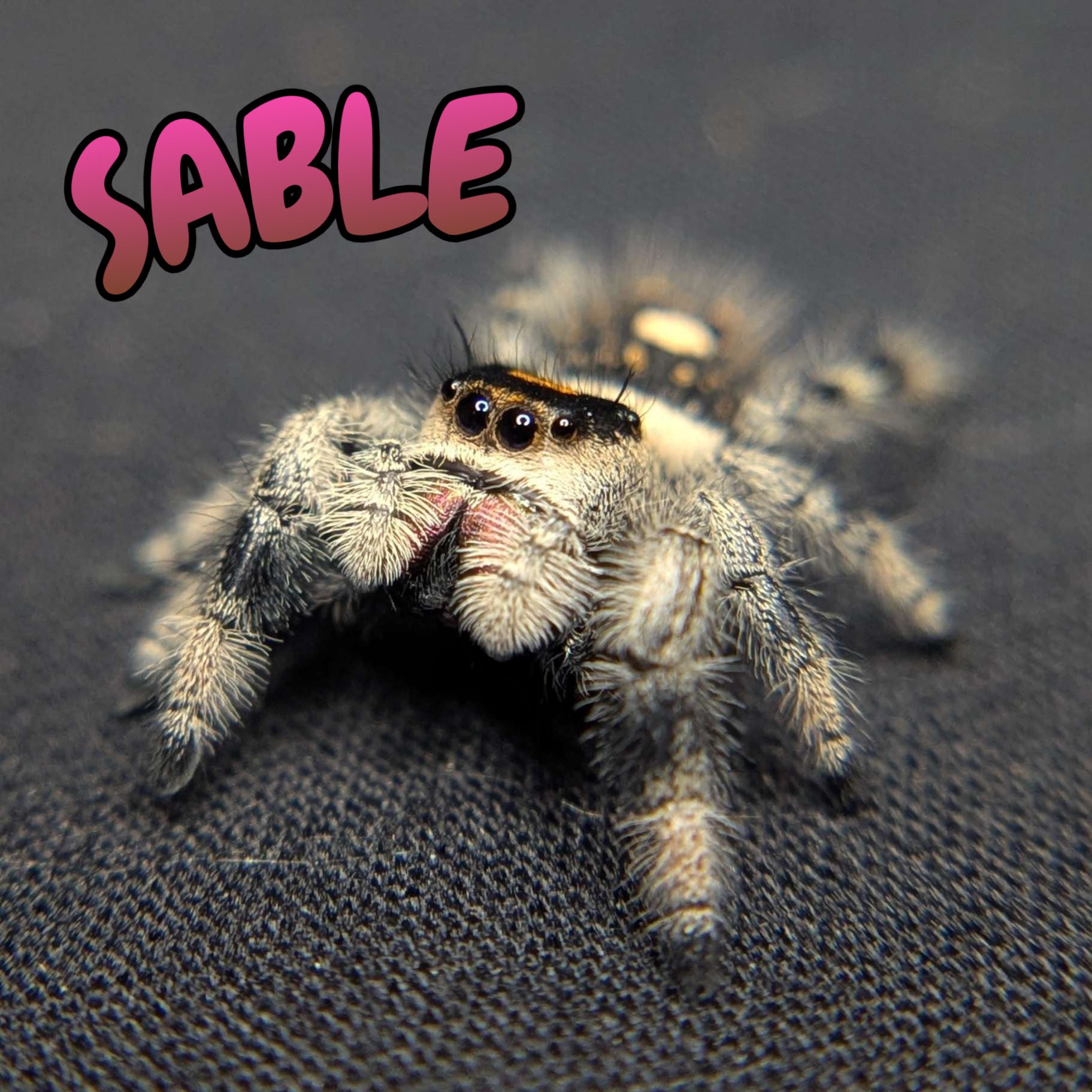 Regal Jumping Spider “Sable”
