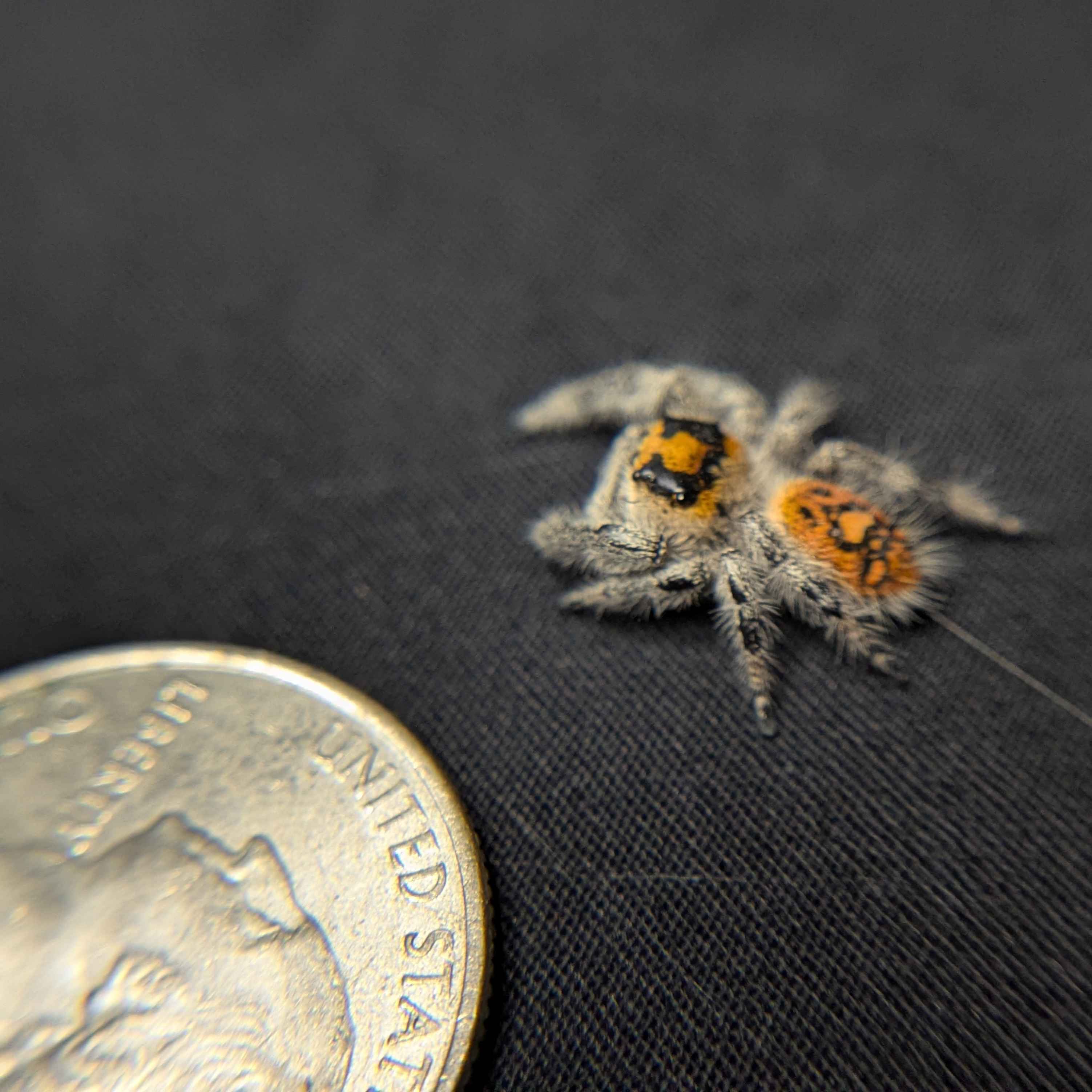 Regal Jumping Spider "Pumpkin Pie"