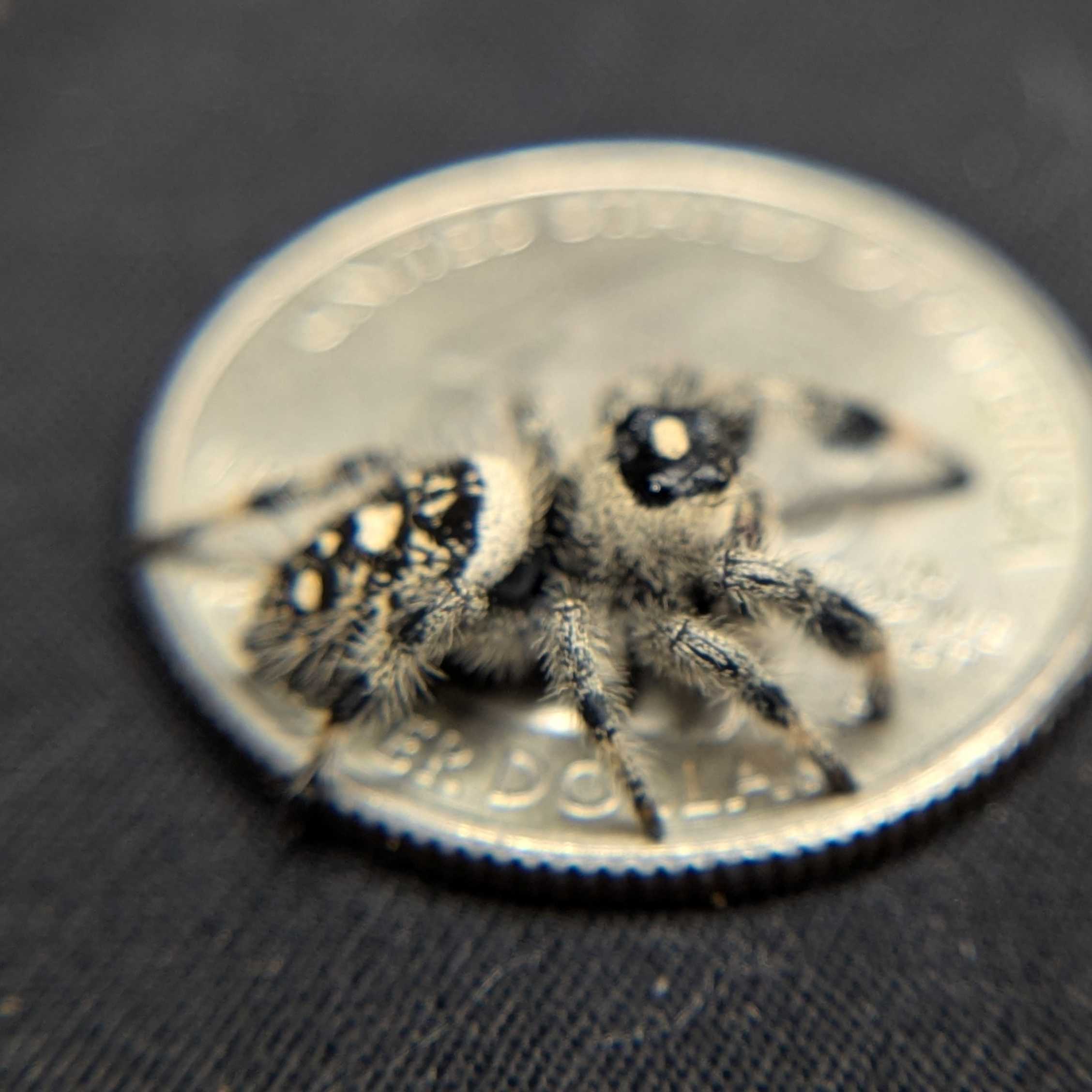 Regal Jumping Spider “Charm”