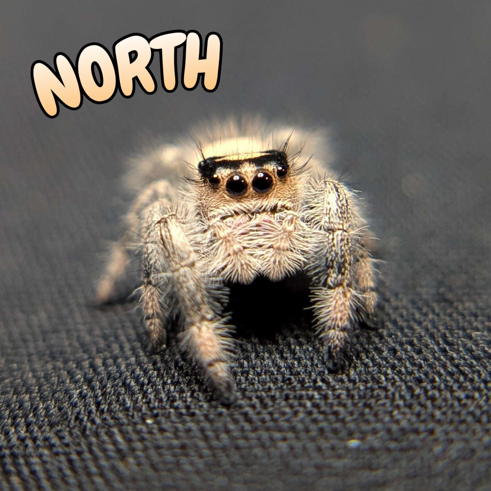 Regal Jumping Spider "North"