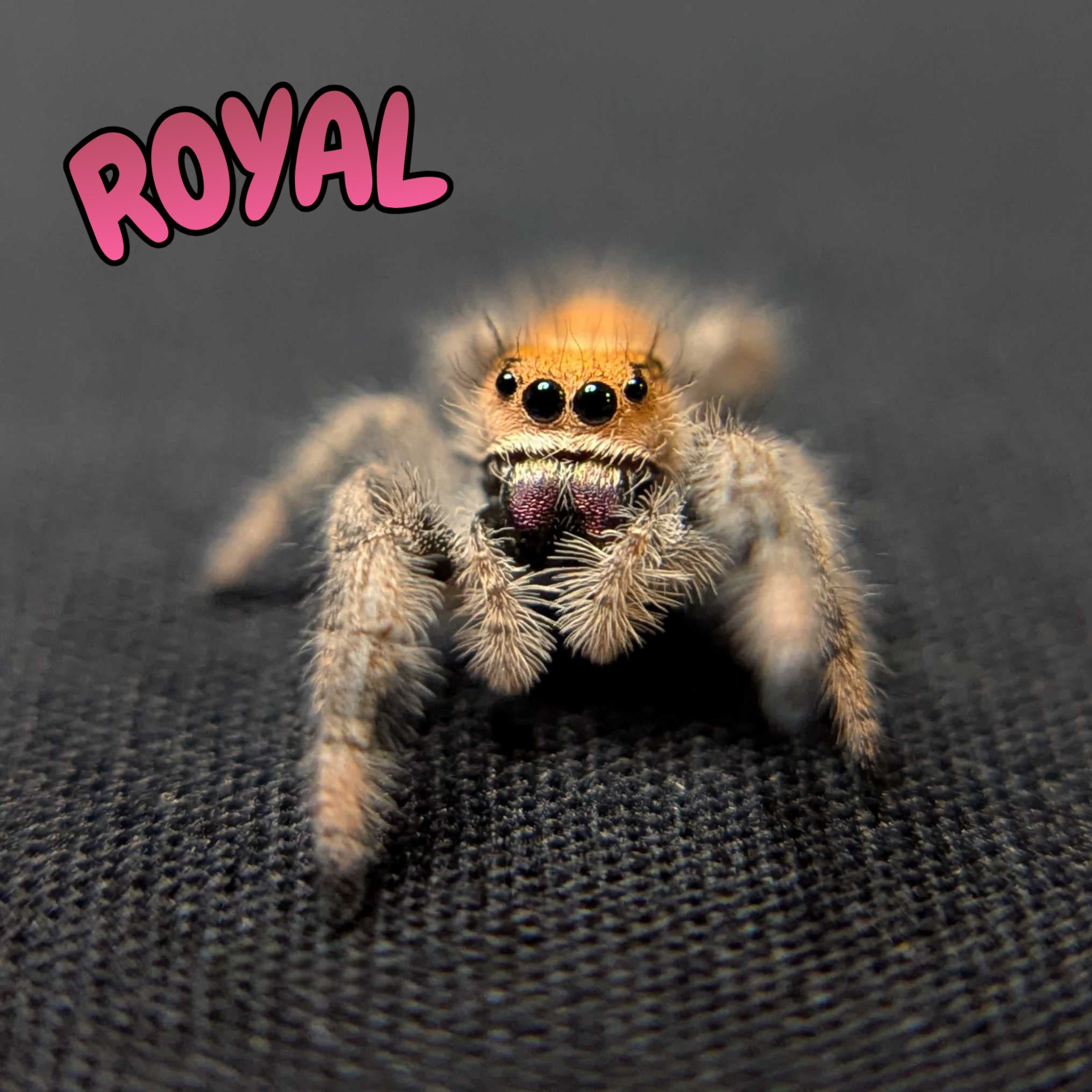 Regal Jumping Spider "Royal"