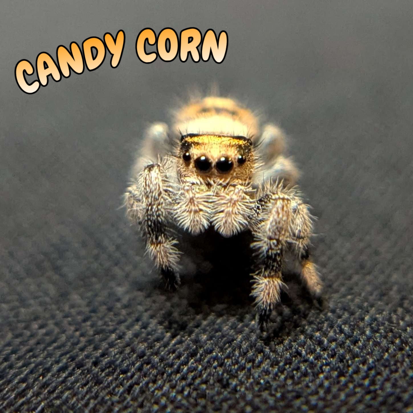 Regal Jumping Spider "Candy Corn"