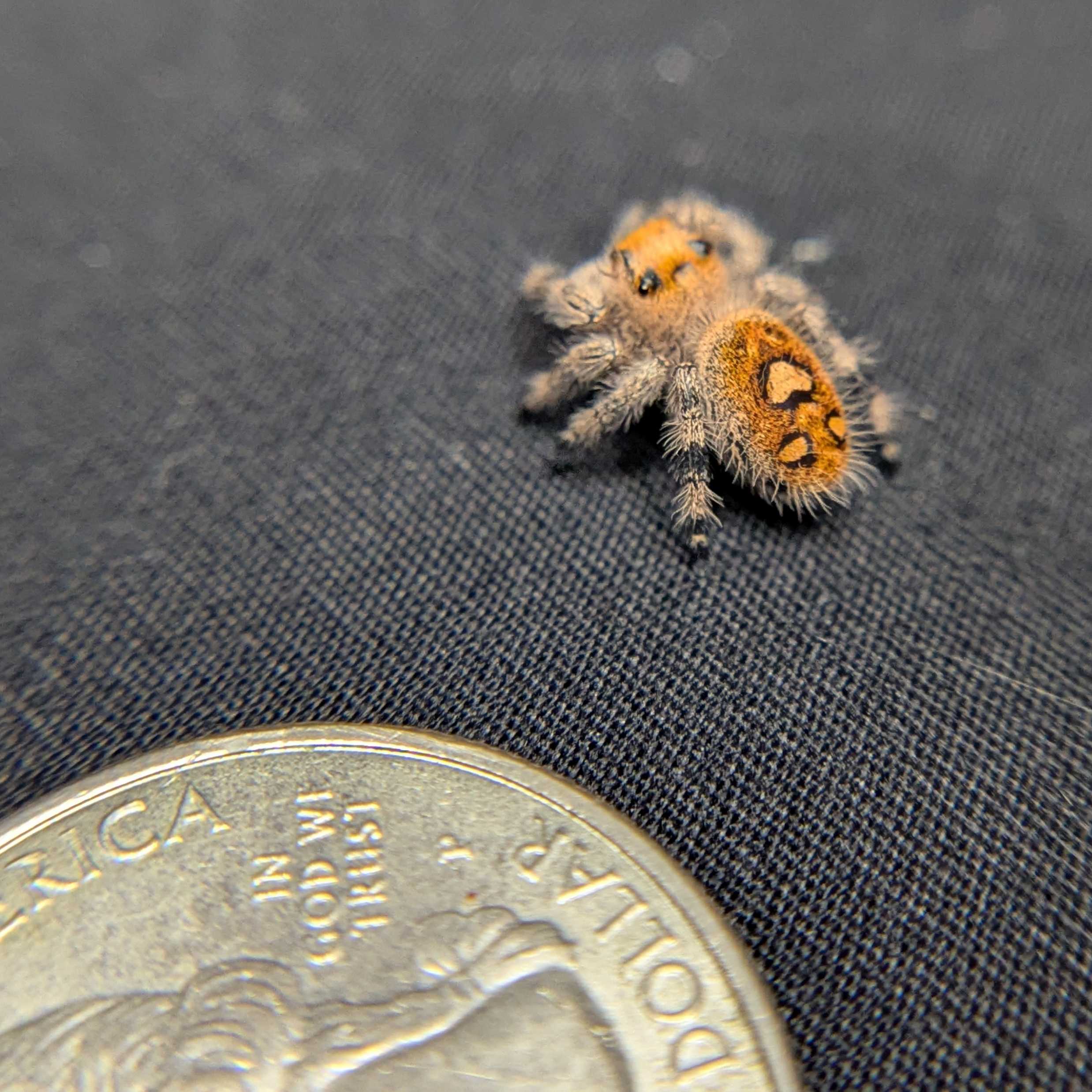 Regal Jumping Spider "BlackBerry"