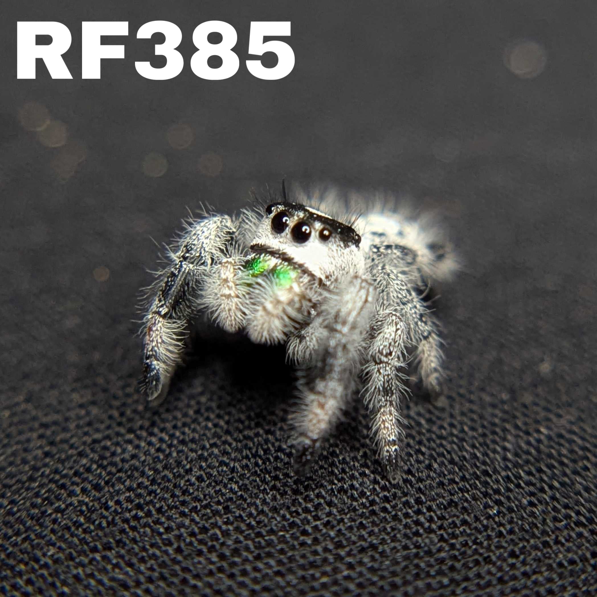 Regal Jumping Spider "Calypso"
