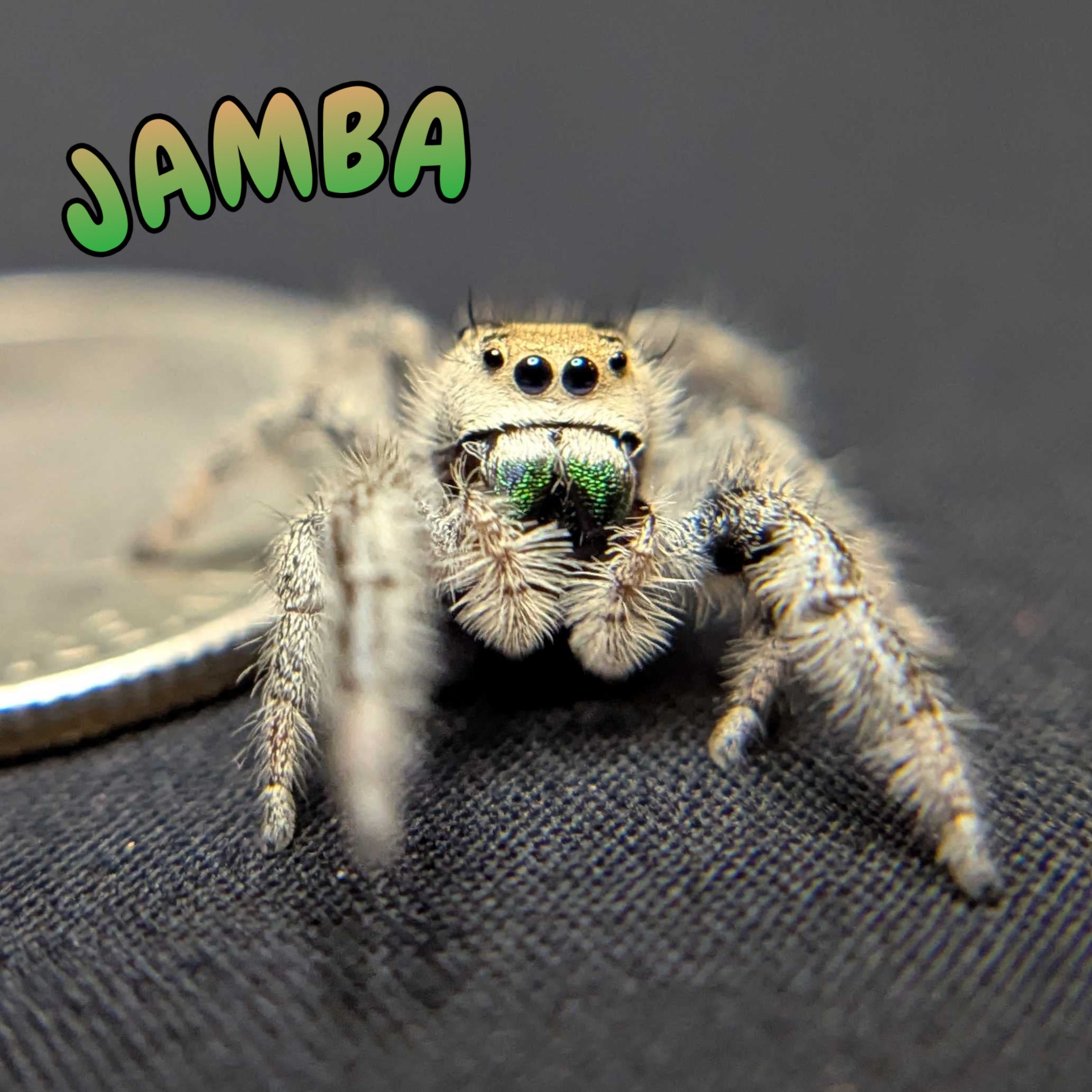 Regal Jumping Spider "Jamba"