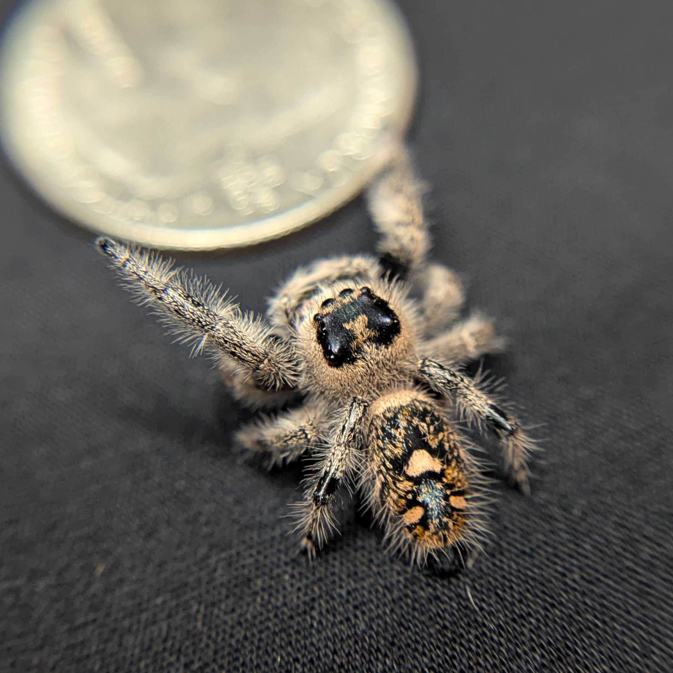 Regal Jumping Spider “Mulberry Pie”