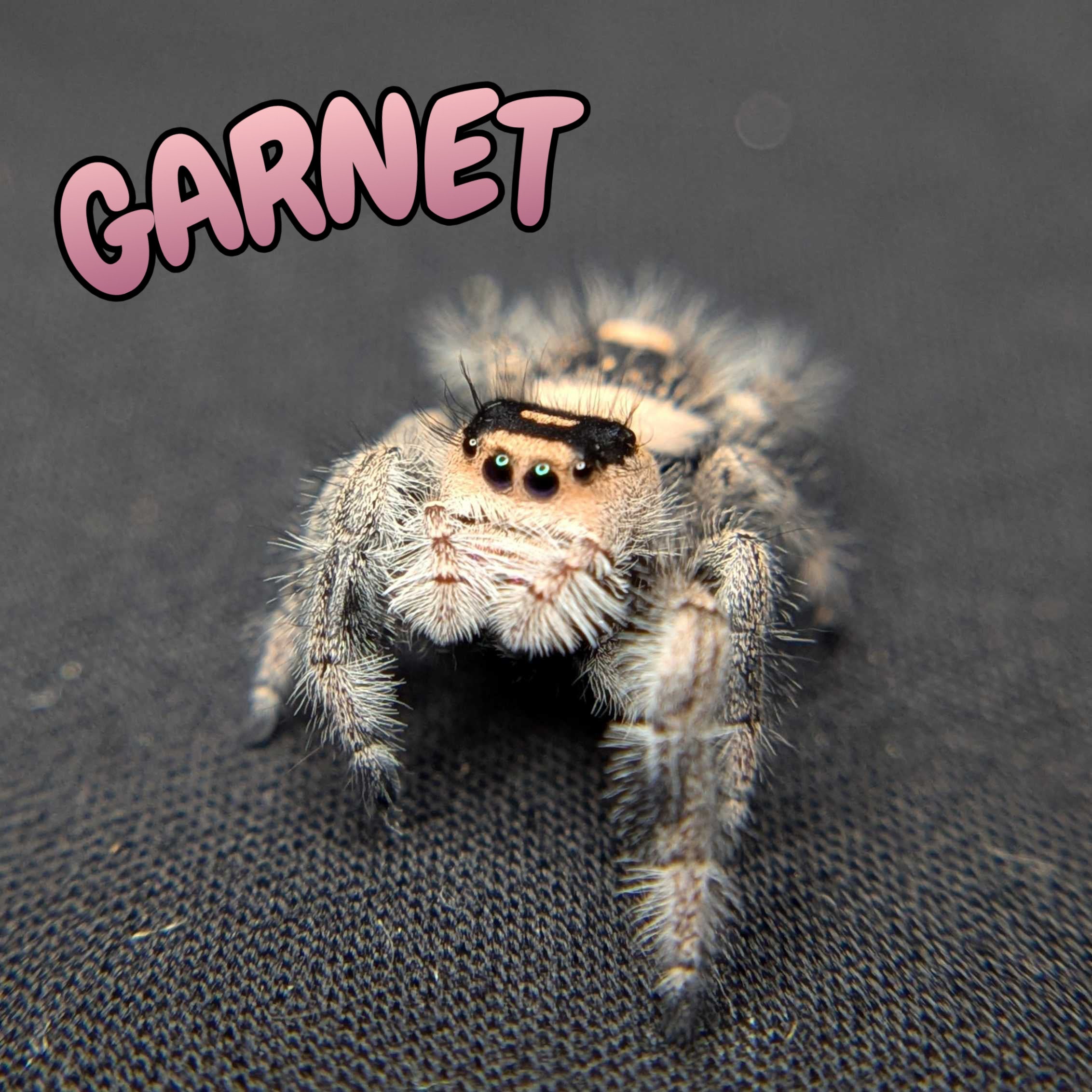 Regal Jumping Spider "Garnet"