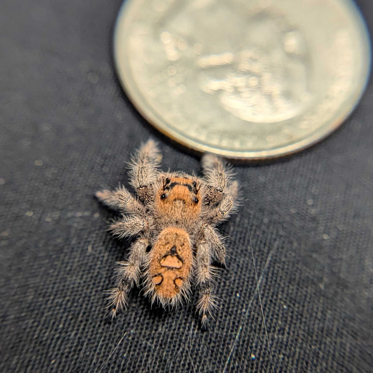 Regal Jumping Spider "Crystal”