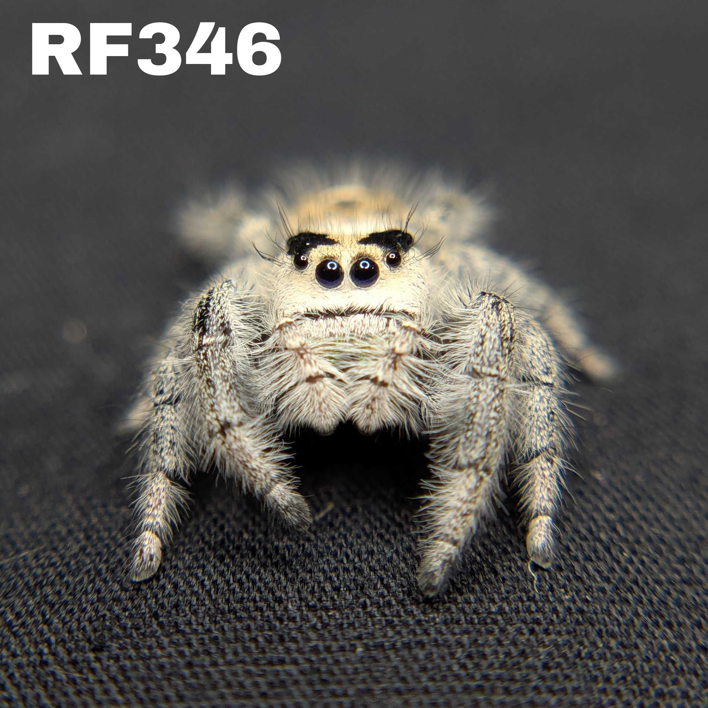 Regal Jumping Spider "Sourdough"