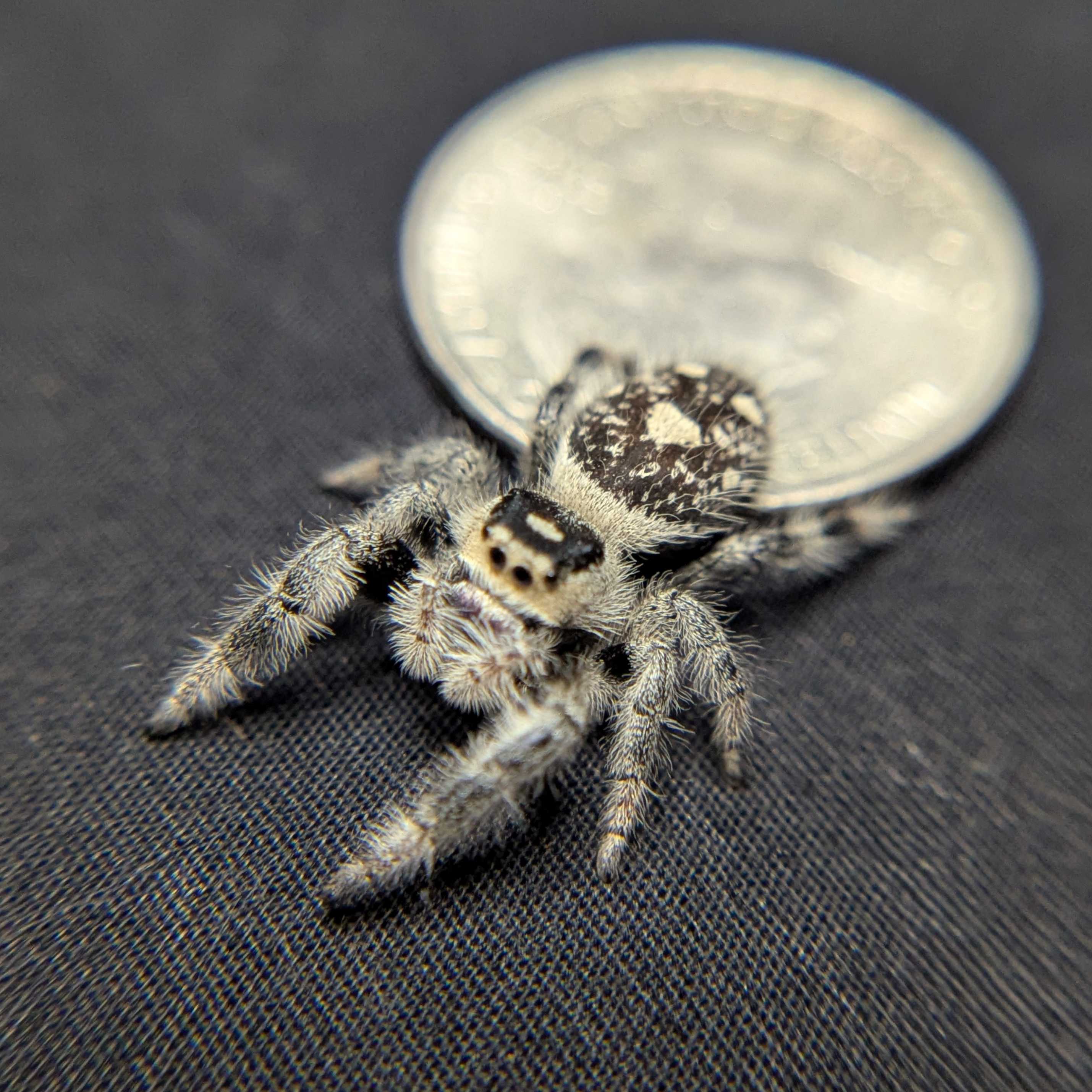 Regal Jumping Spider “Poppy”
