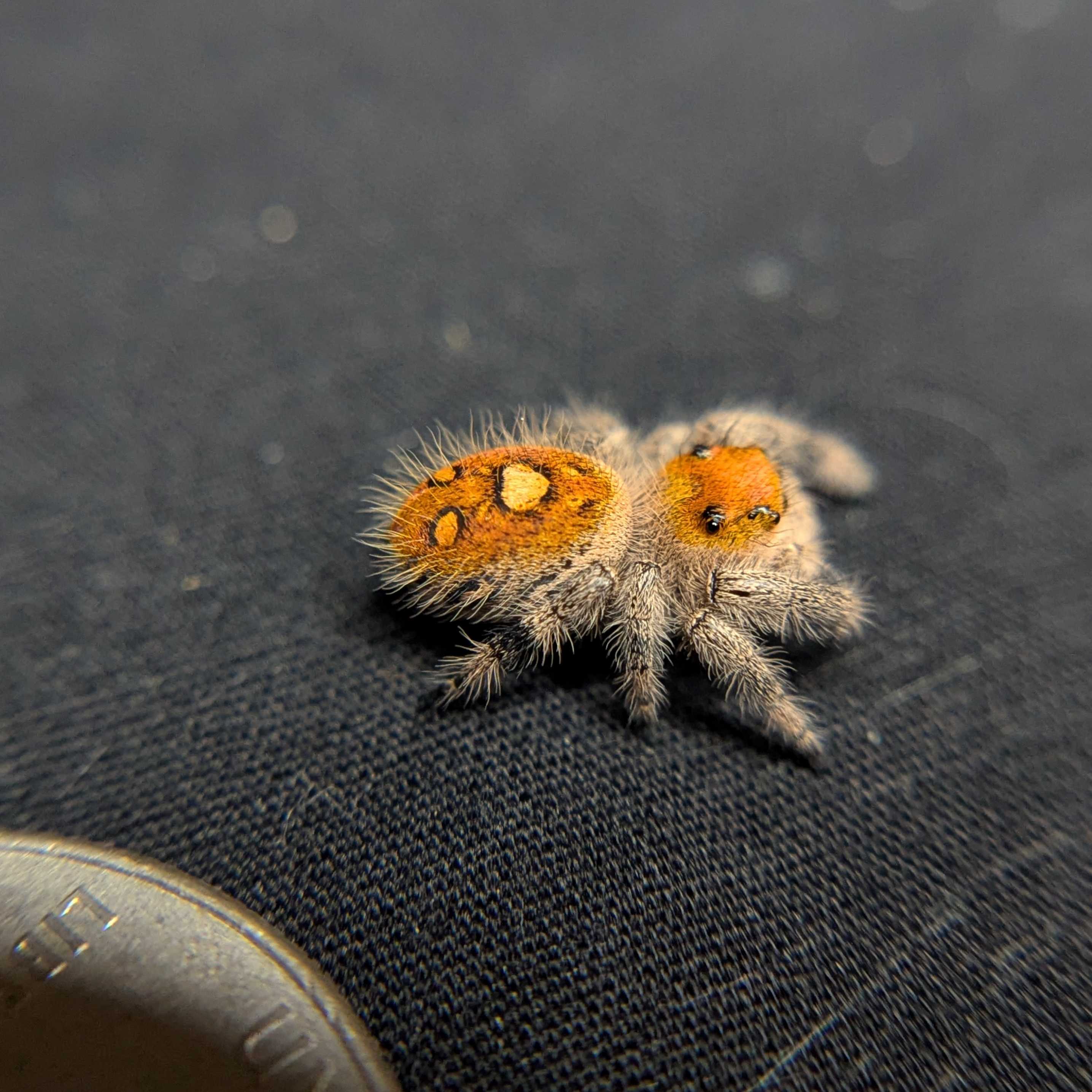 Regal Jumping Spider “Peridot”
