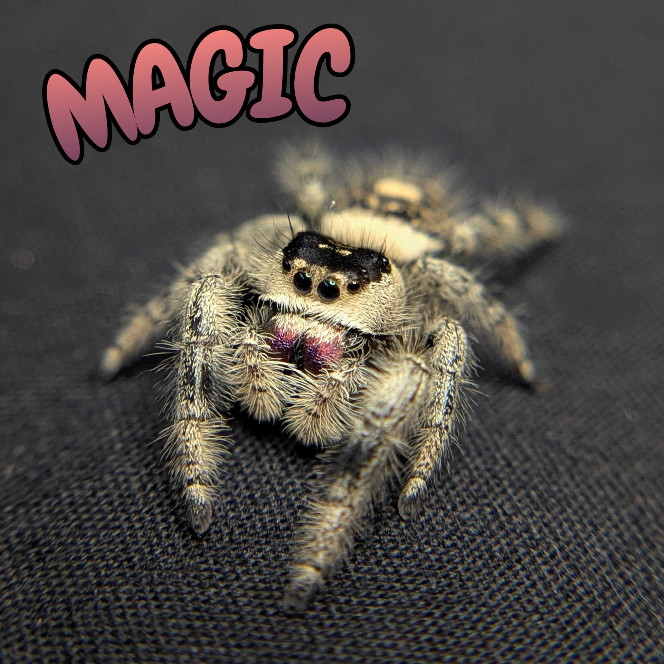 Regal Jumping Spider "Magic"