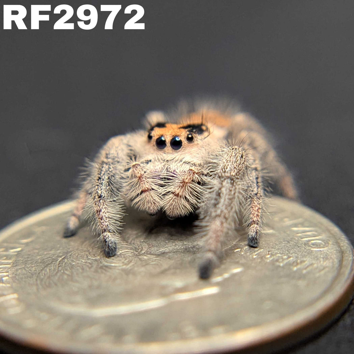 Regal Jumping Spider “Lorraine”