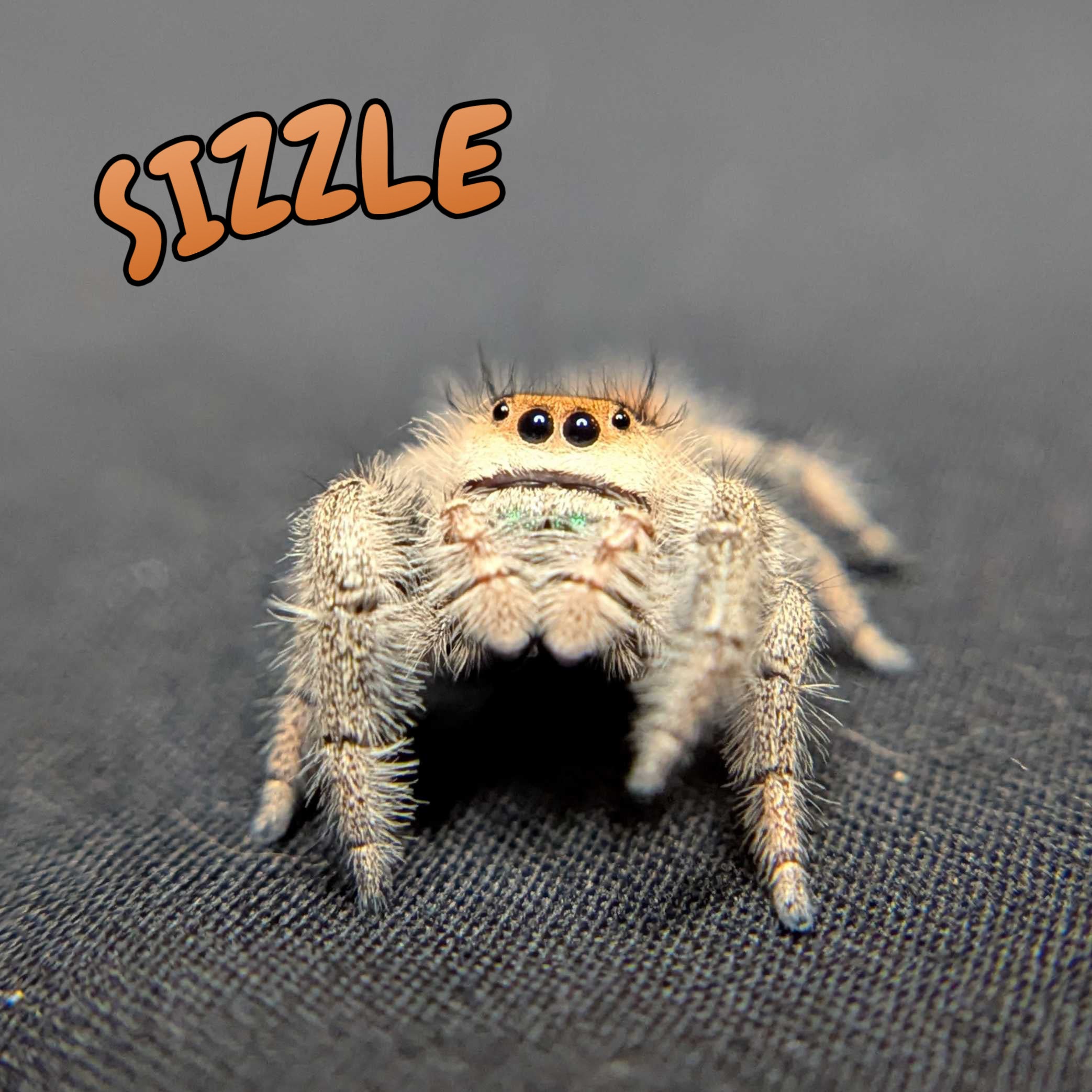 Regal Jumping Spider "Sizzle"