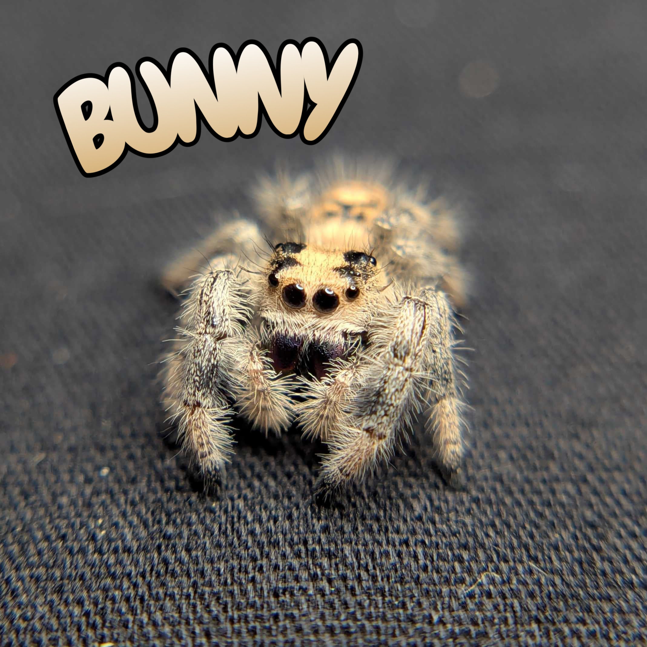 Regal Jumping Spider "Bunny"