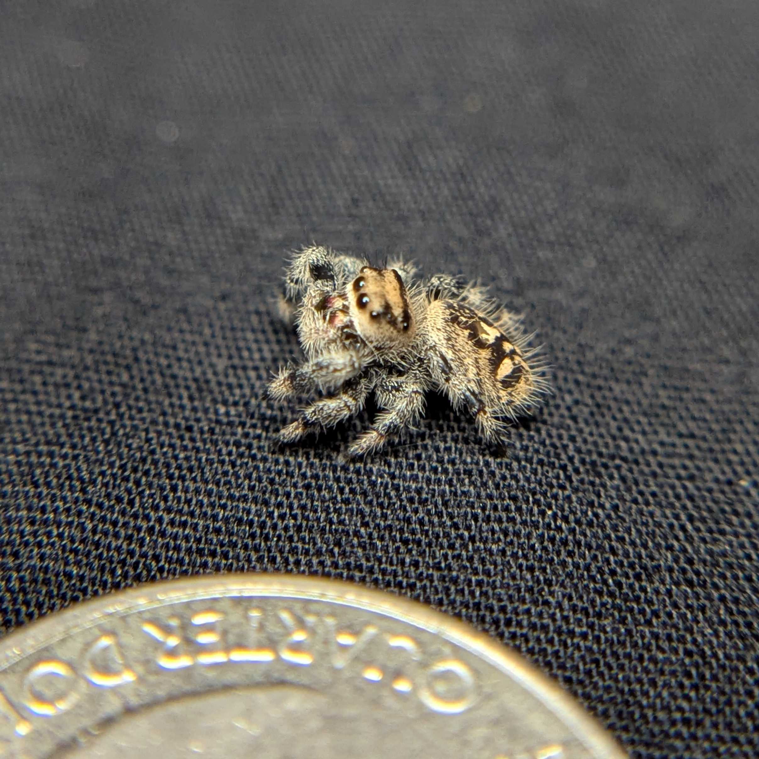 Regal Jumping Spider "Bengal"