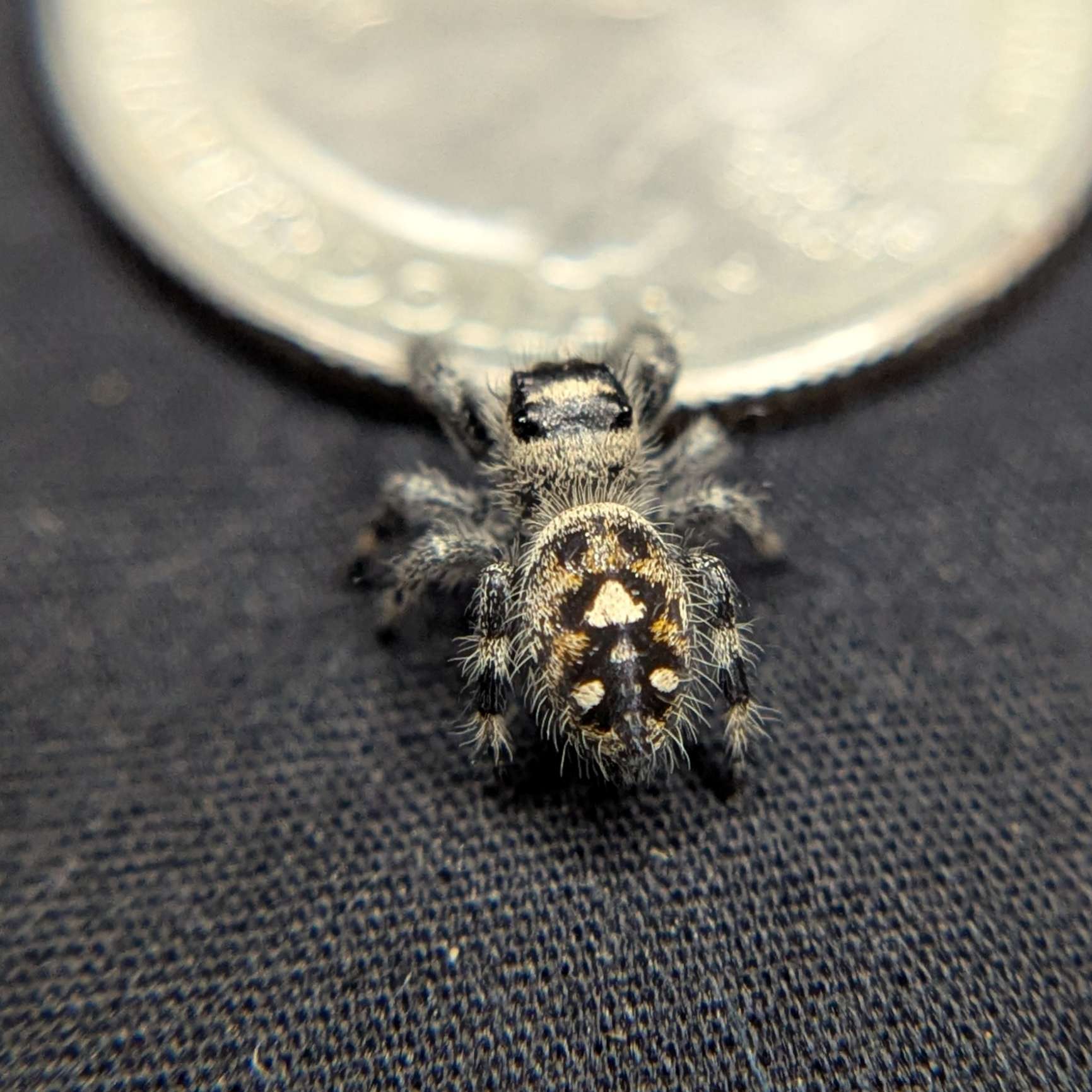 Regal Jumping Spider "Pastry"