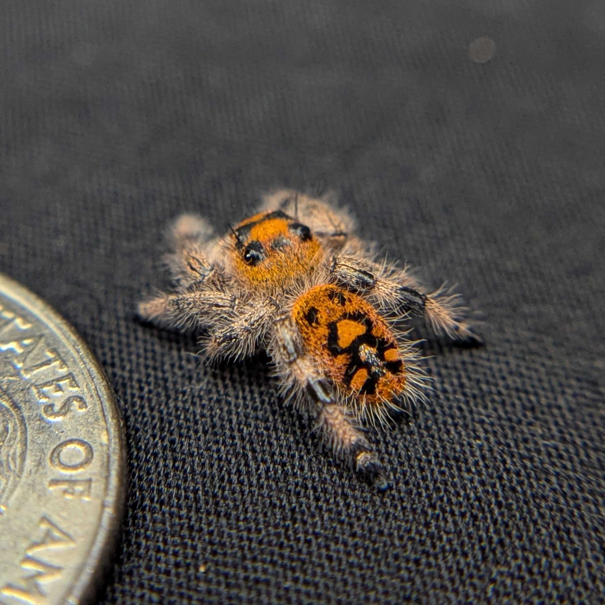 Regal Jumping Spider "Gobble"