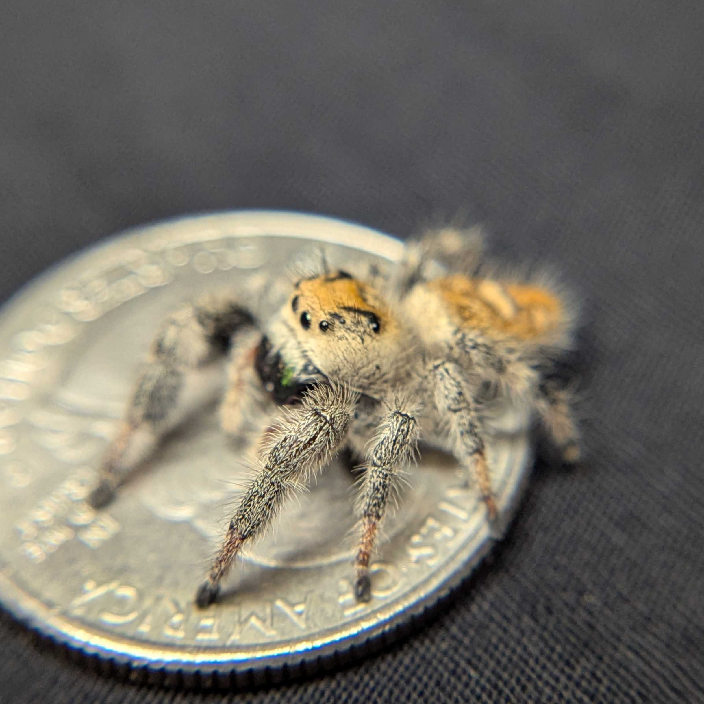 Regal Jumping Spider "Meadow"