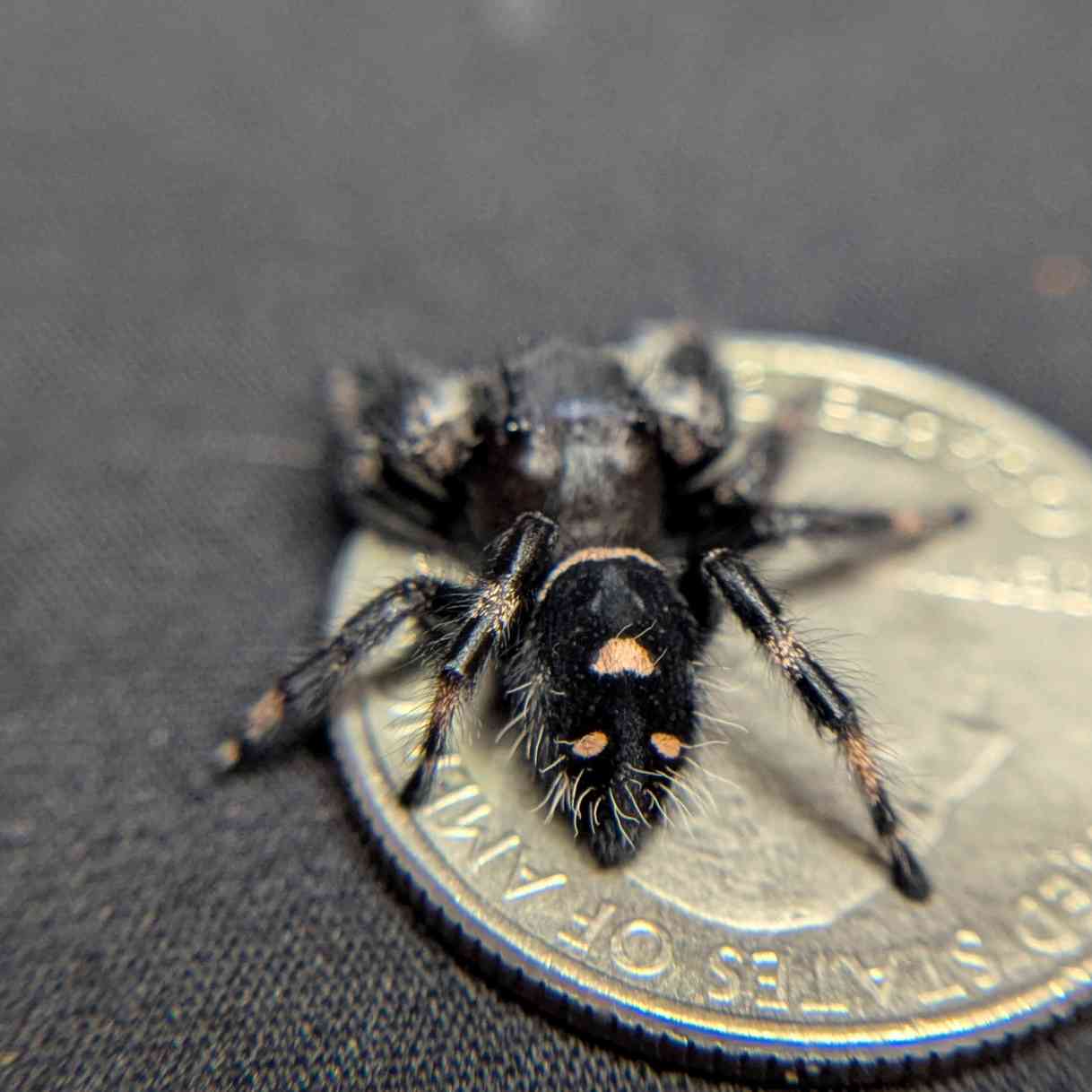 Regal Jumping Spider "Mystique"