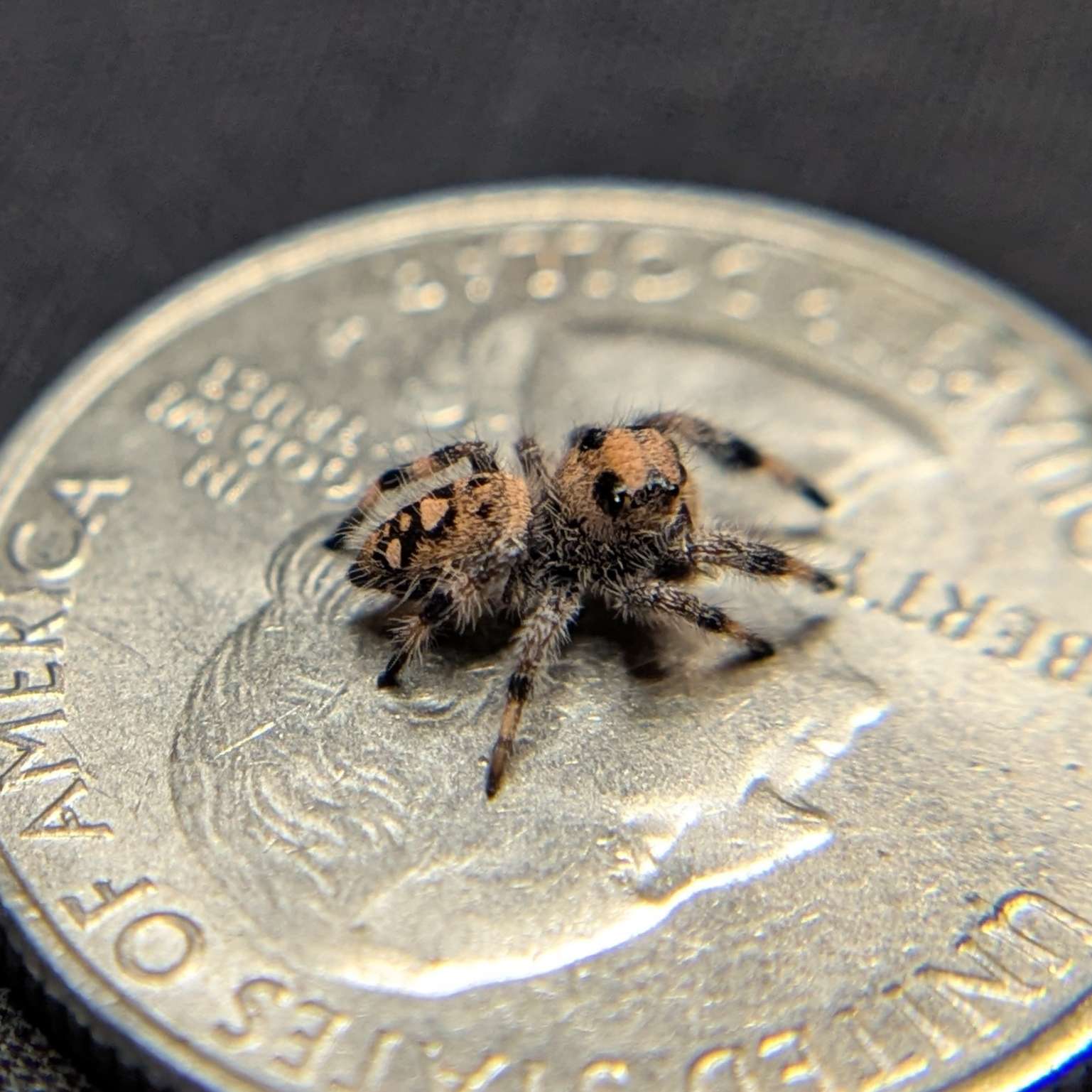 Regal Jumping Spider "Sandberry"