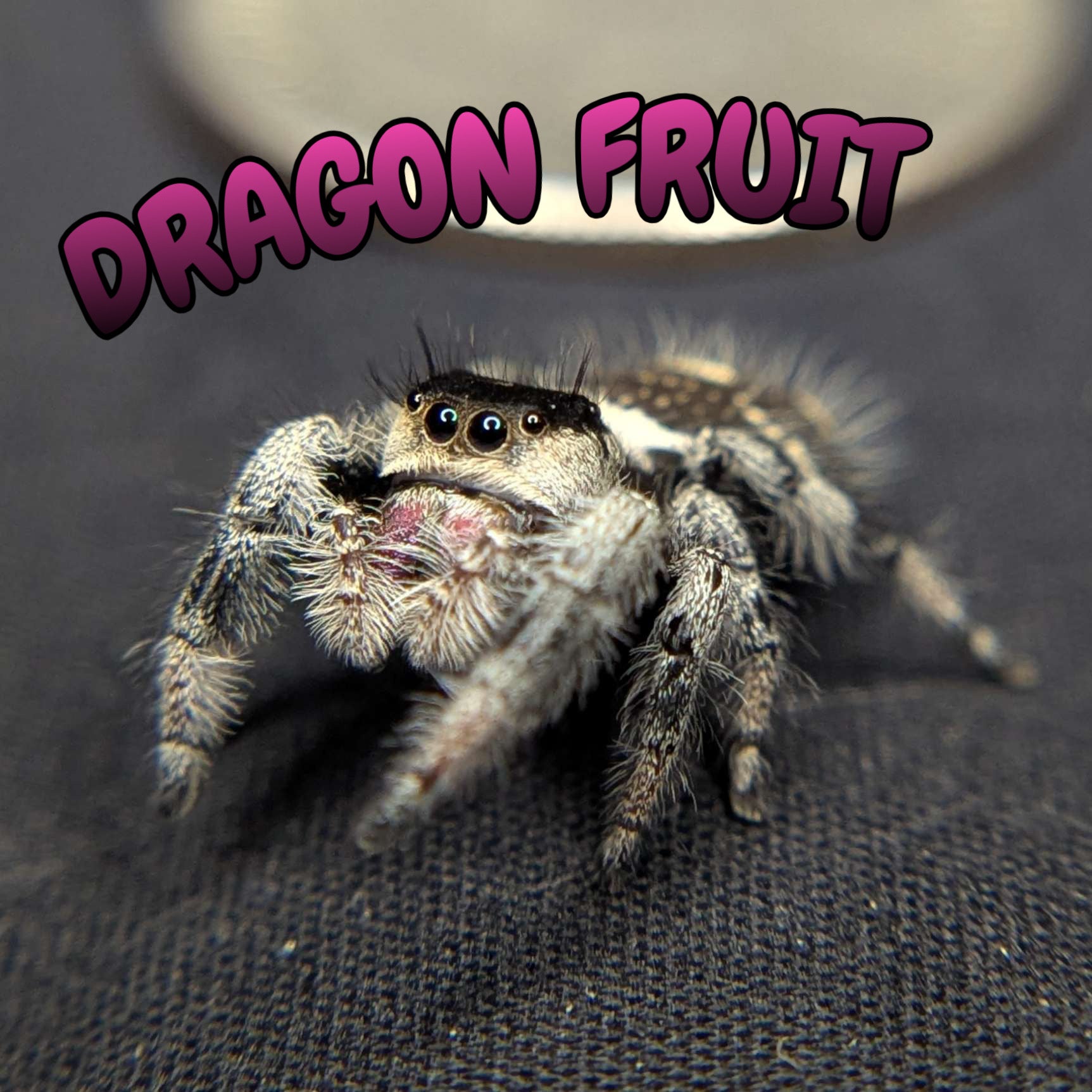 Regal Jumping Spider "Dragon Fruit"