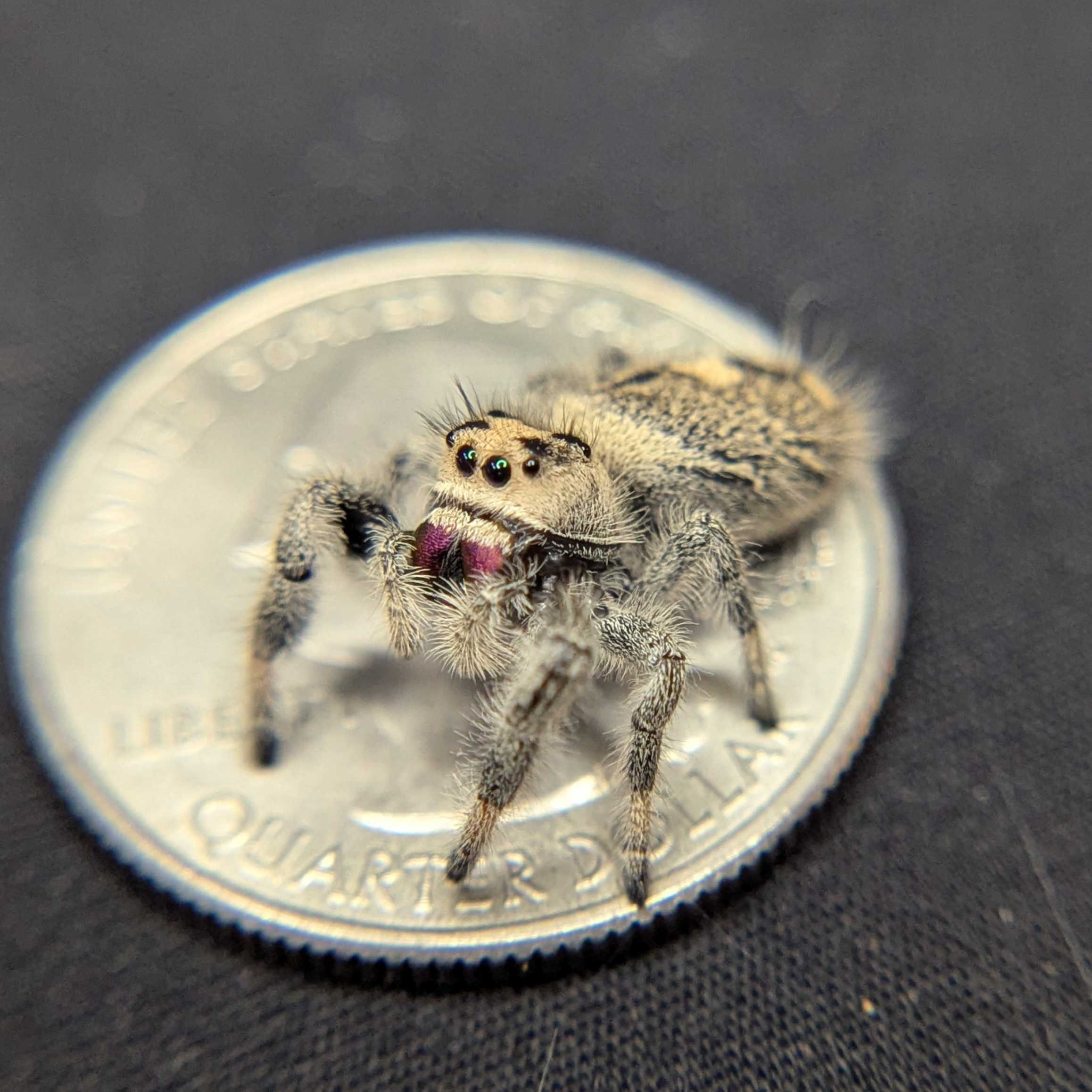 Regal Jumping Spider "Cracker"