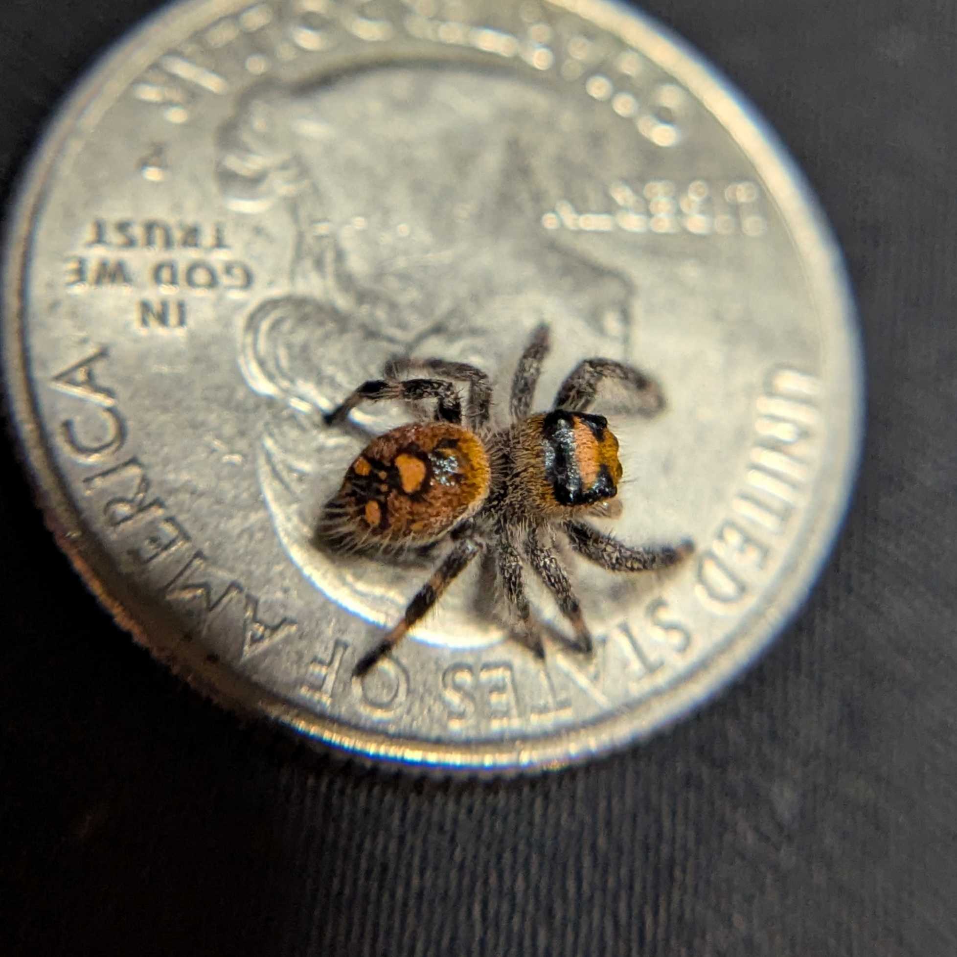 Regal Jumping Spider “Vera”