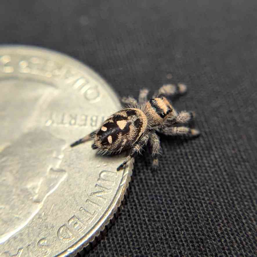 Regal Jumping Spider "Lemondrop"