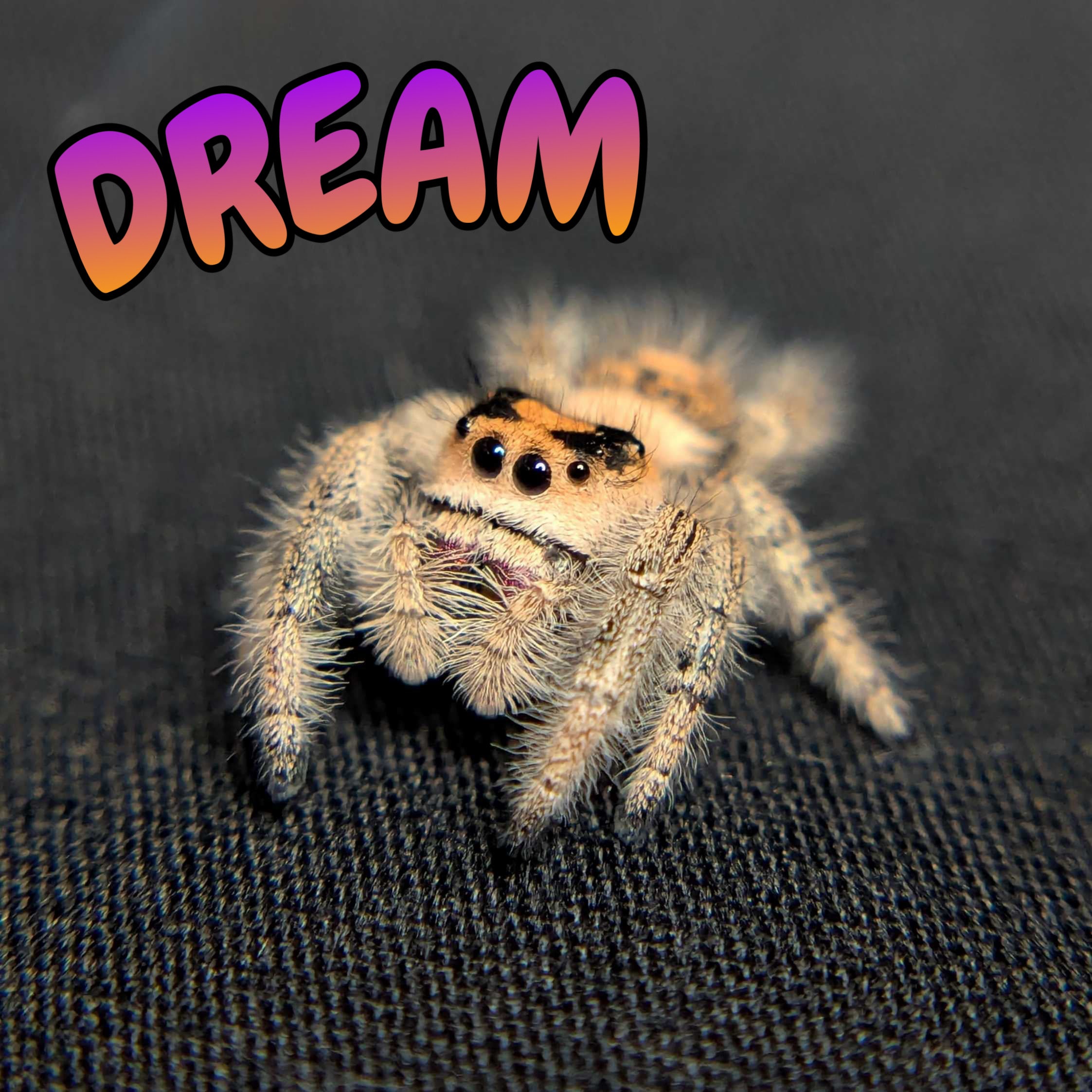 Regal Jumping Spider "Dream"