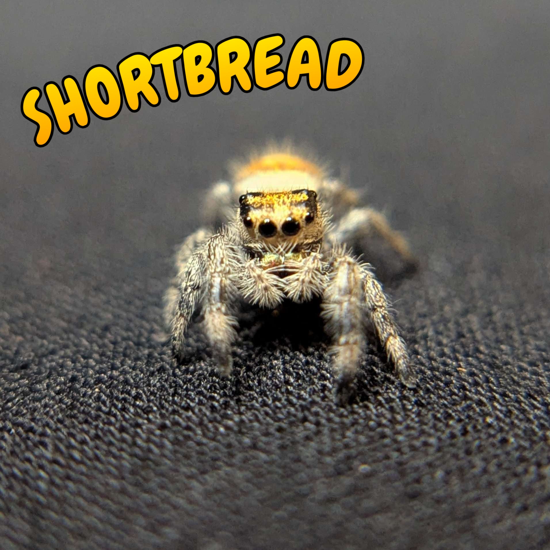 Regal Jumping Spider “Shortbread”