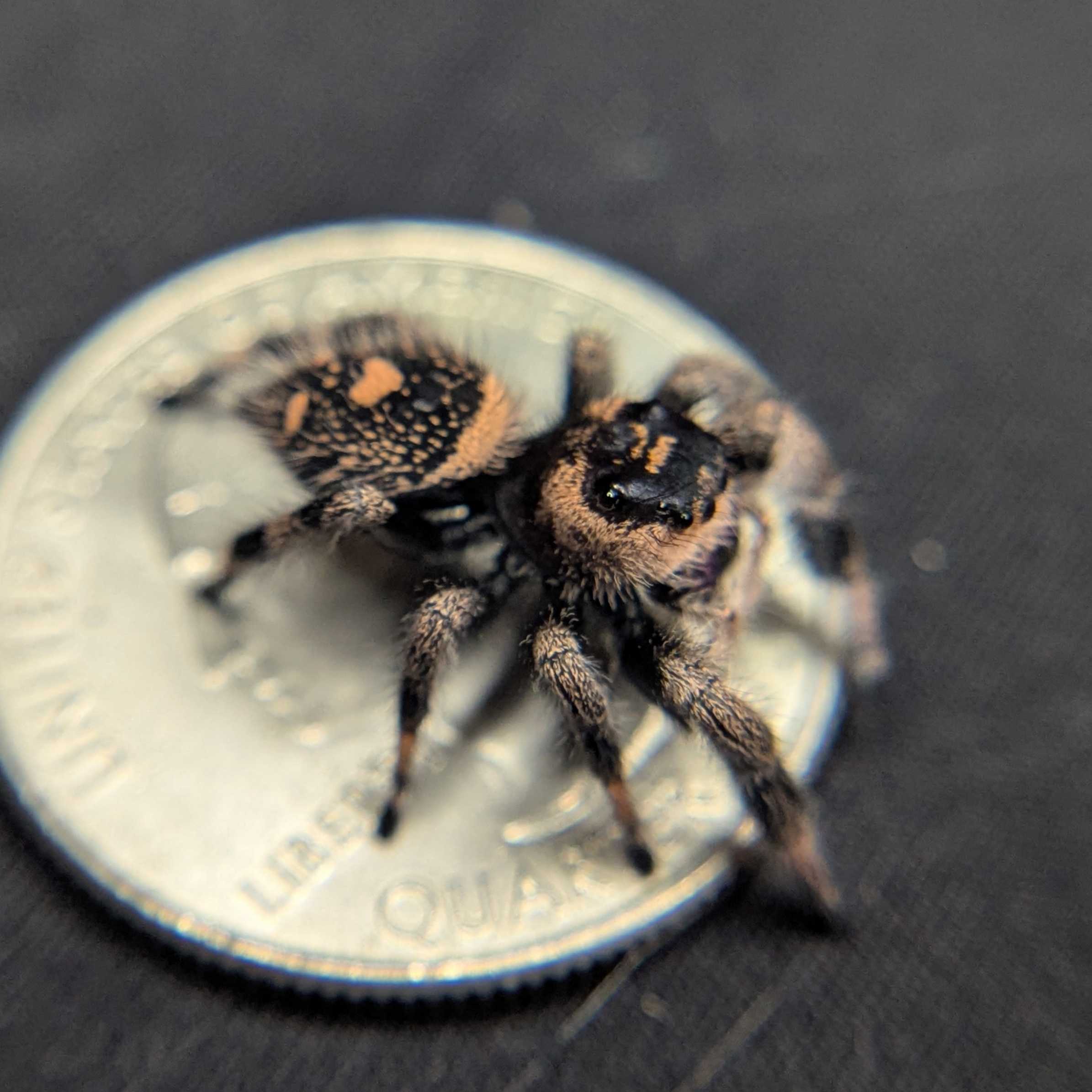 Regal Jumping Spider "Midnight"
