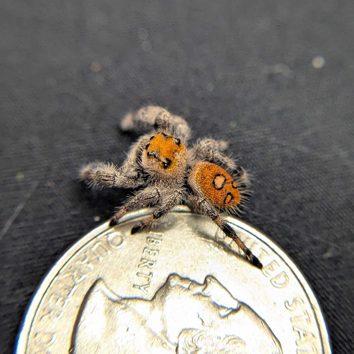 Regal Jumping Spider “Honeycomb”