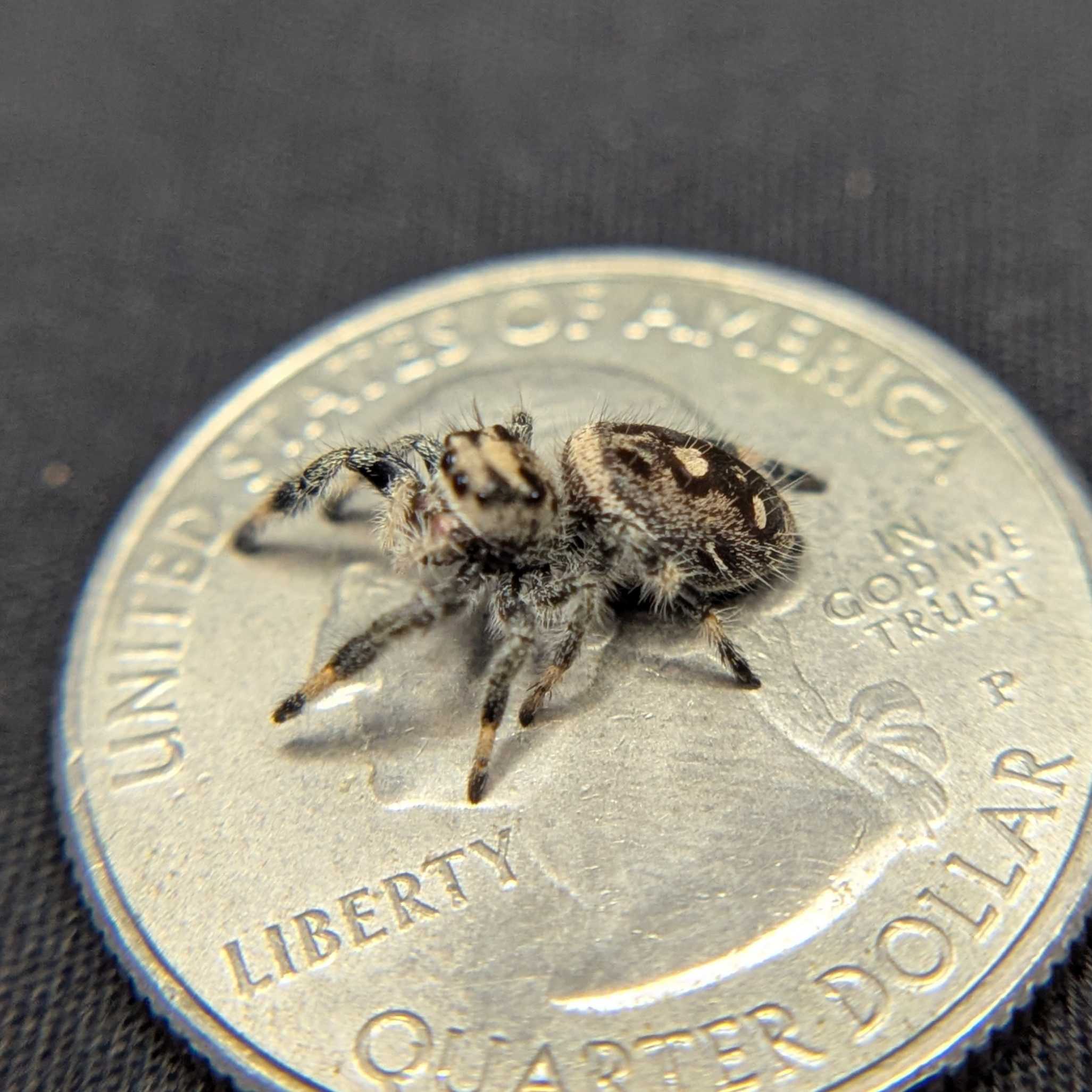 Regal Jumping Spider “Nova”