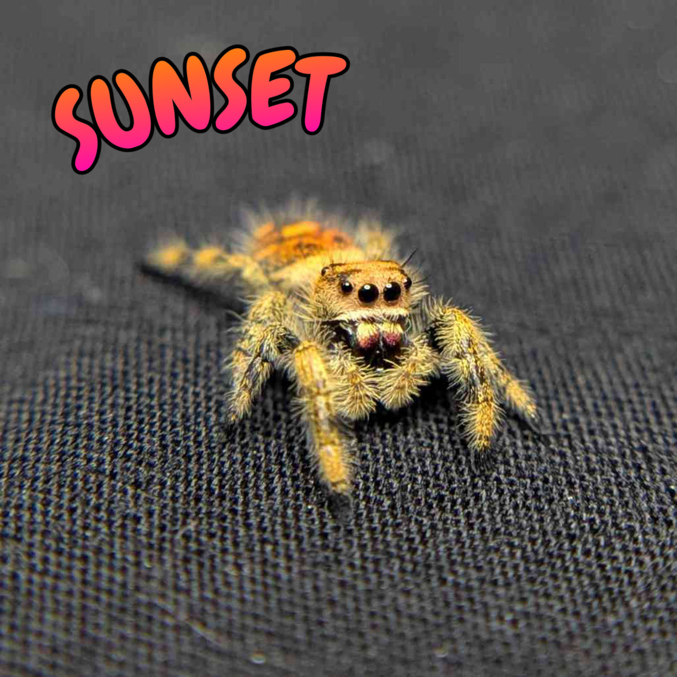 Regal Jumping Spider "Sunset"